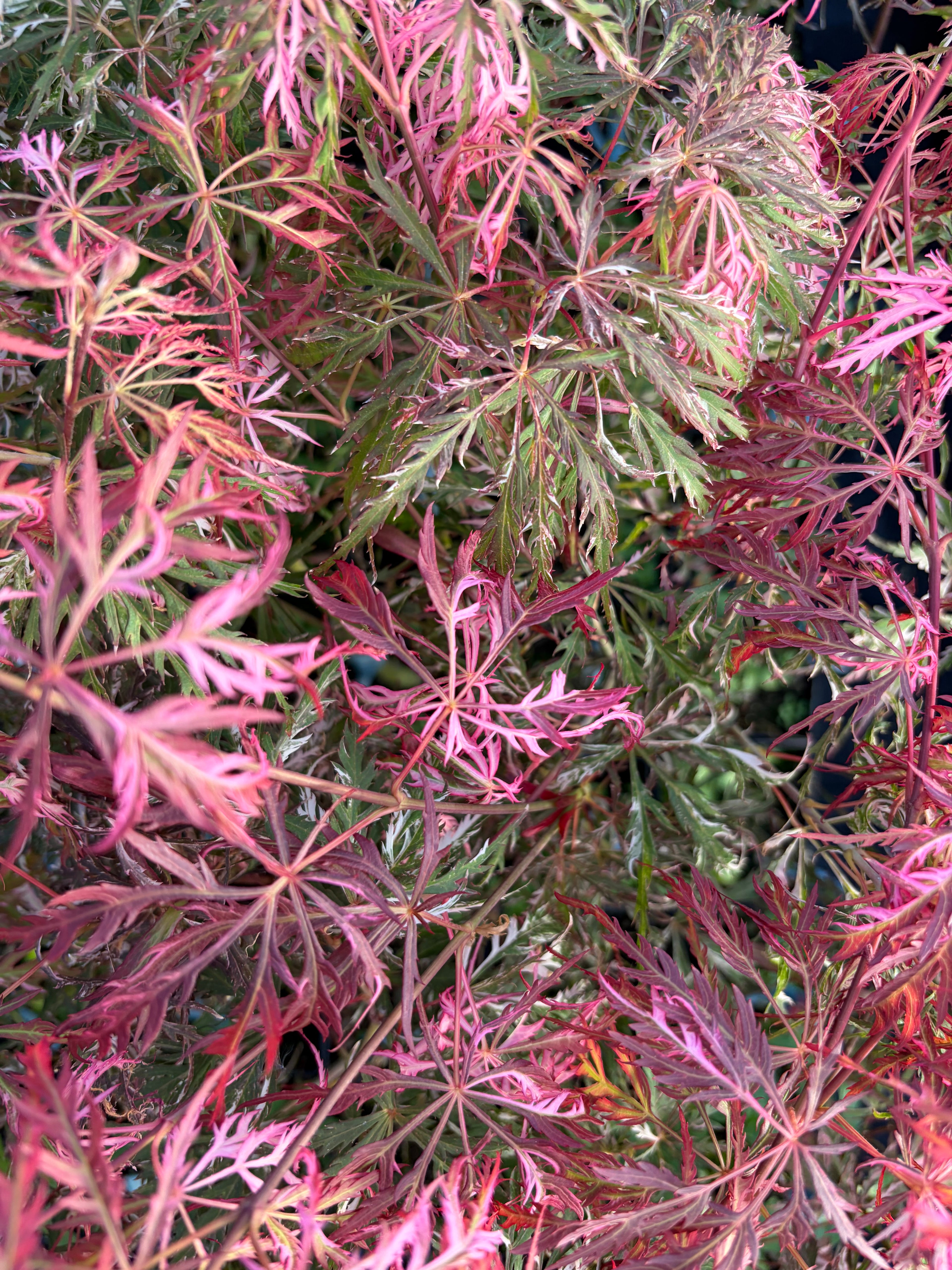 Acer Palmatum ‘Hana Matoi’