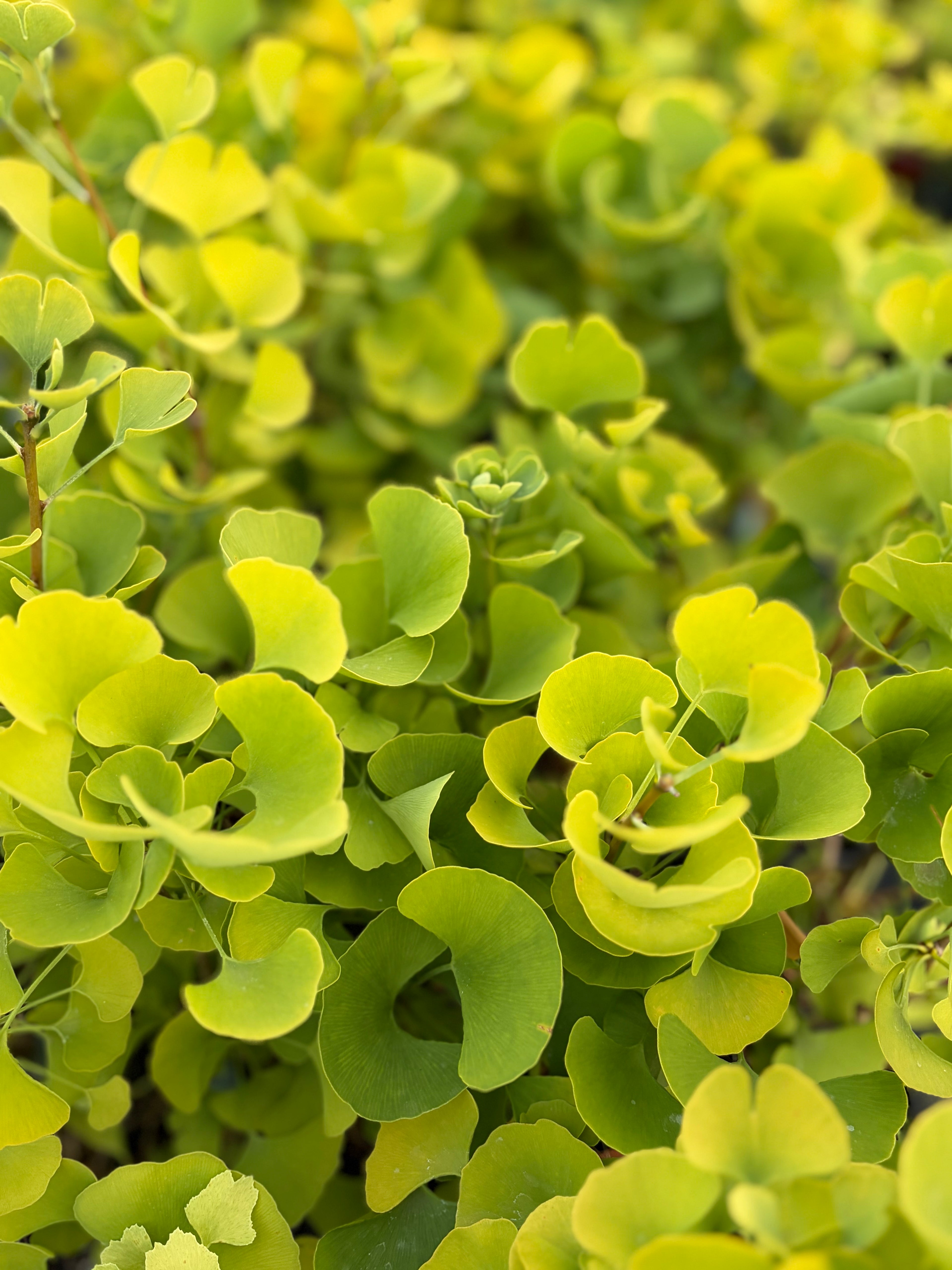 Ginkgo Biloba ‘Beijing Gold’