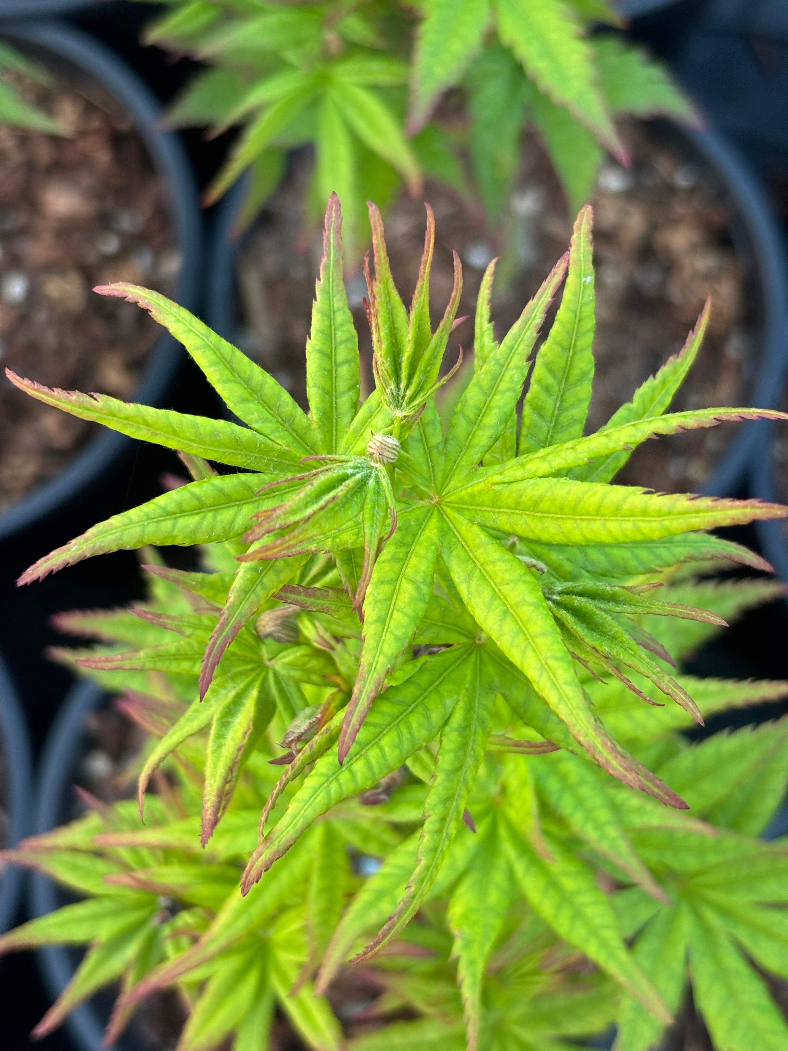Acer Palmatum ‘Gabriela Mendoza’ RARE