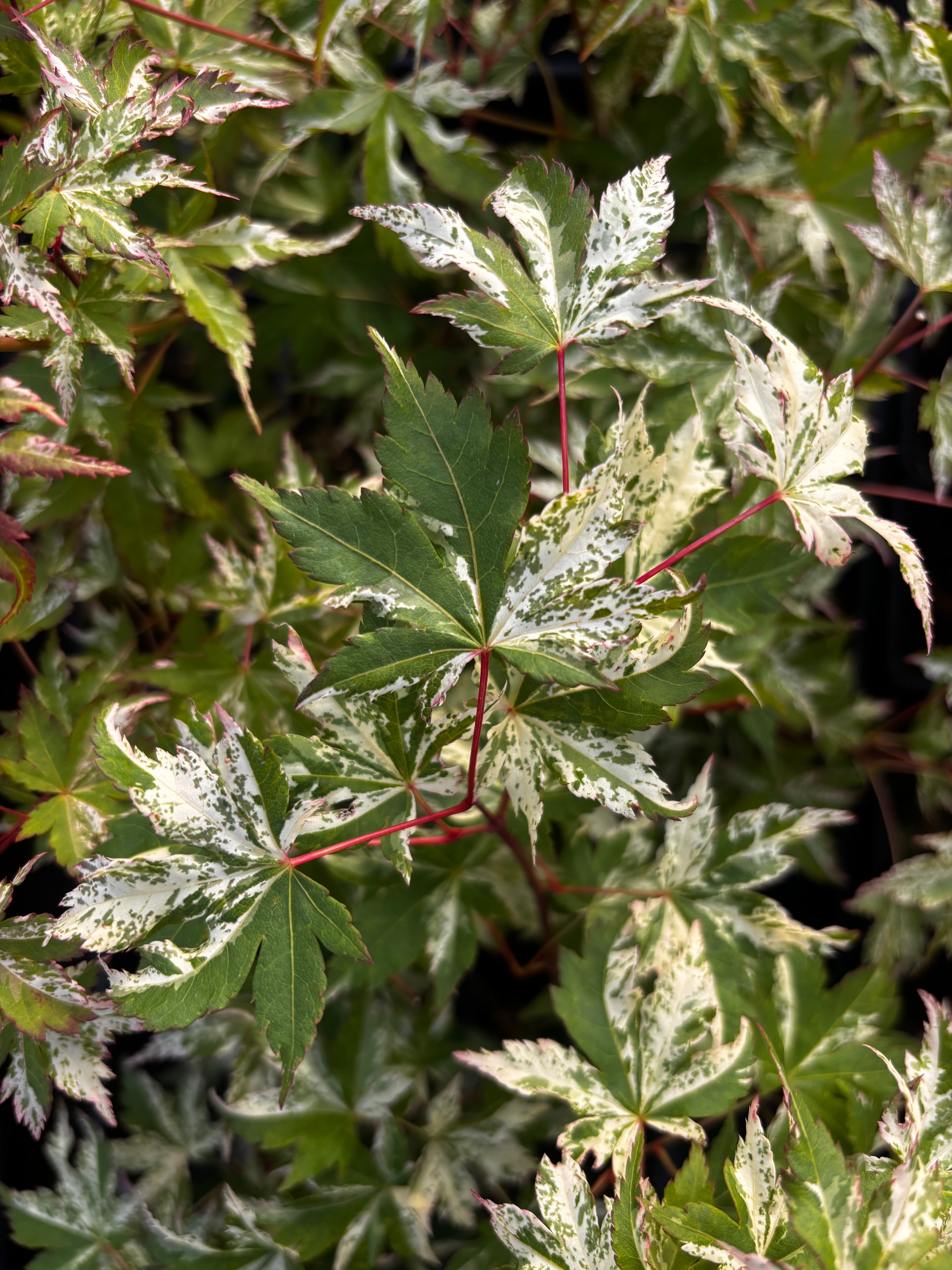 Acer Palmatum ‘Ori Zuru’