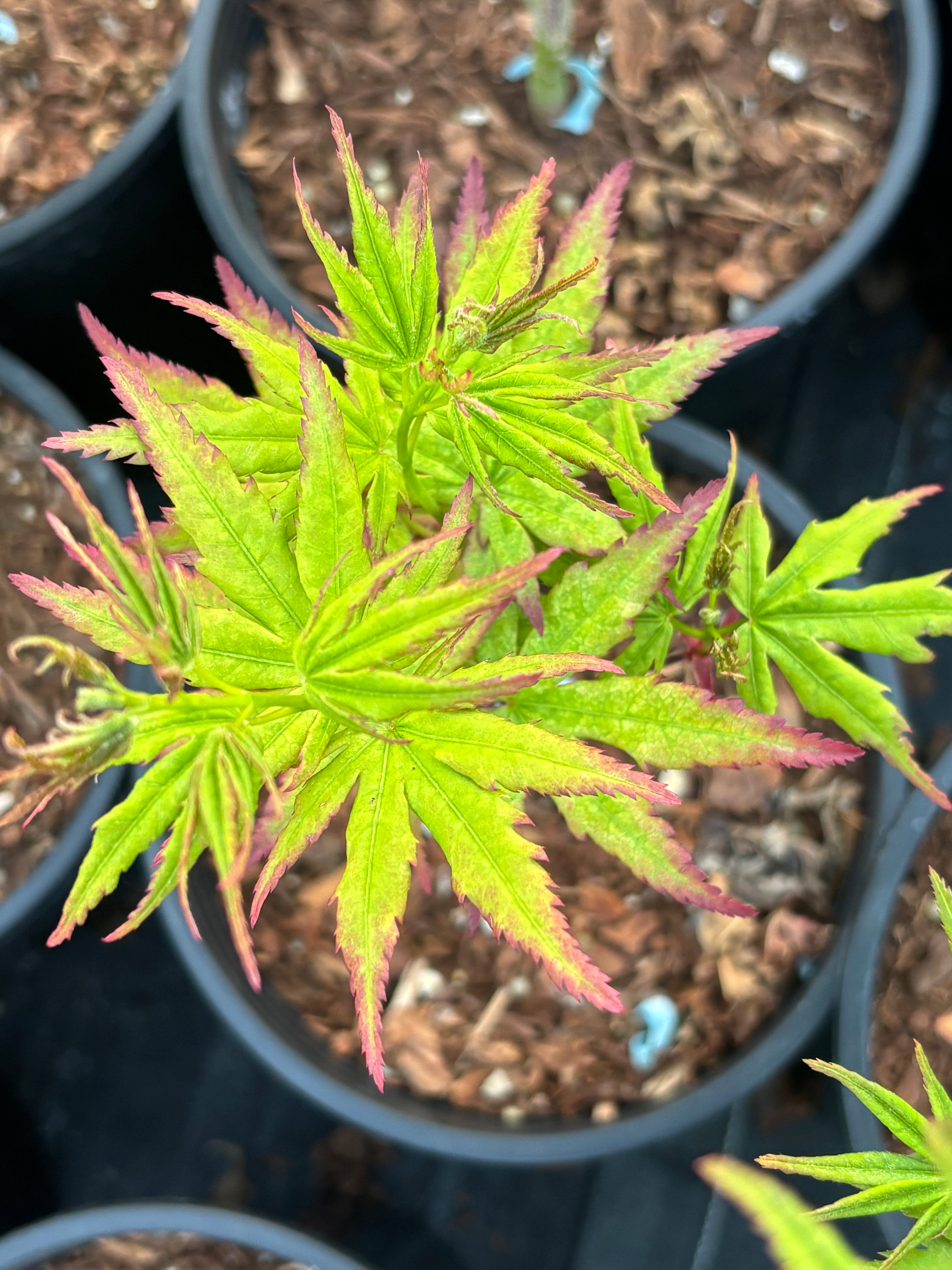 Acer Palmatum ‘Gabriela Mendoza’ RARE