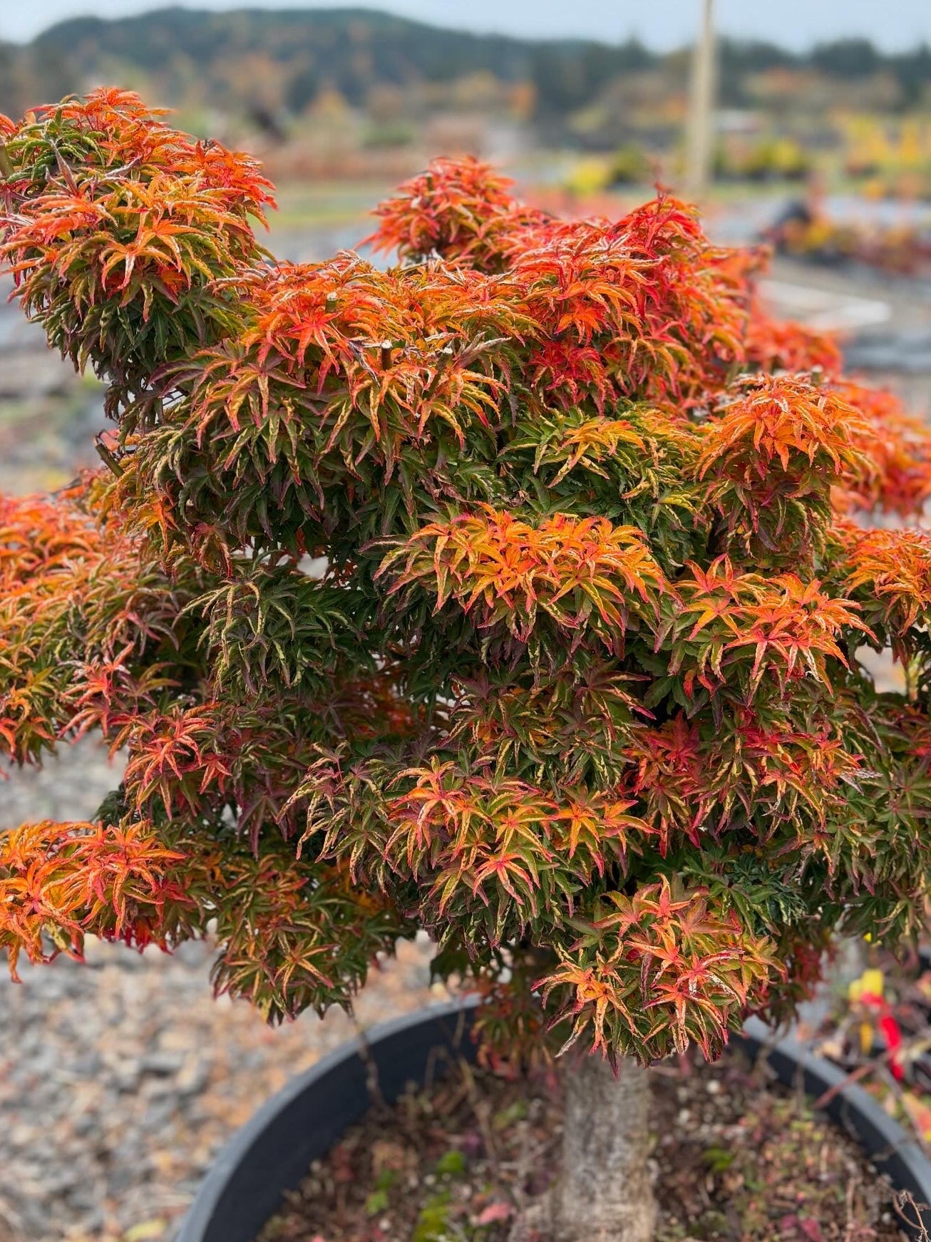 Acer Palmatum ‘Shishigashira’