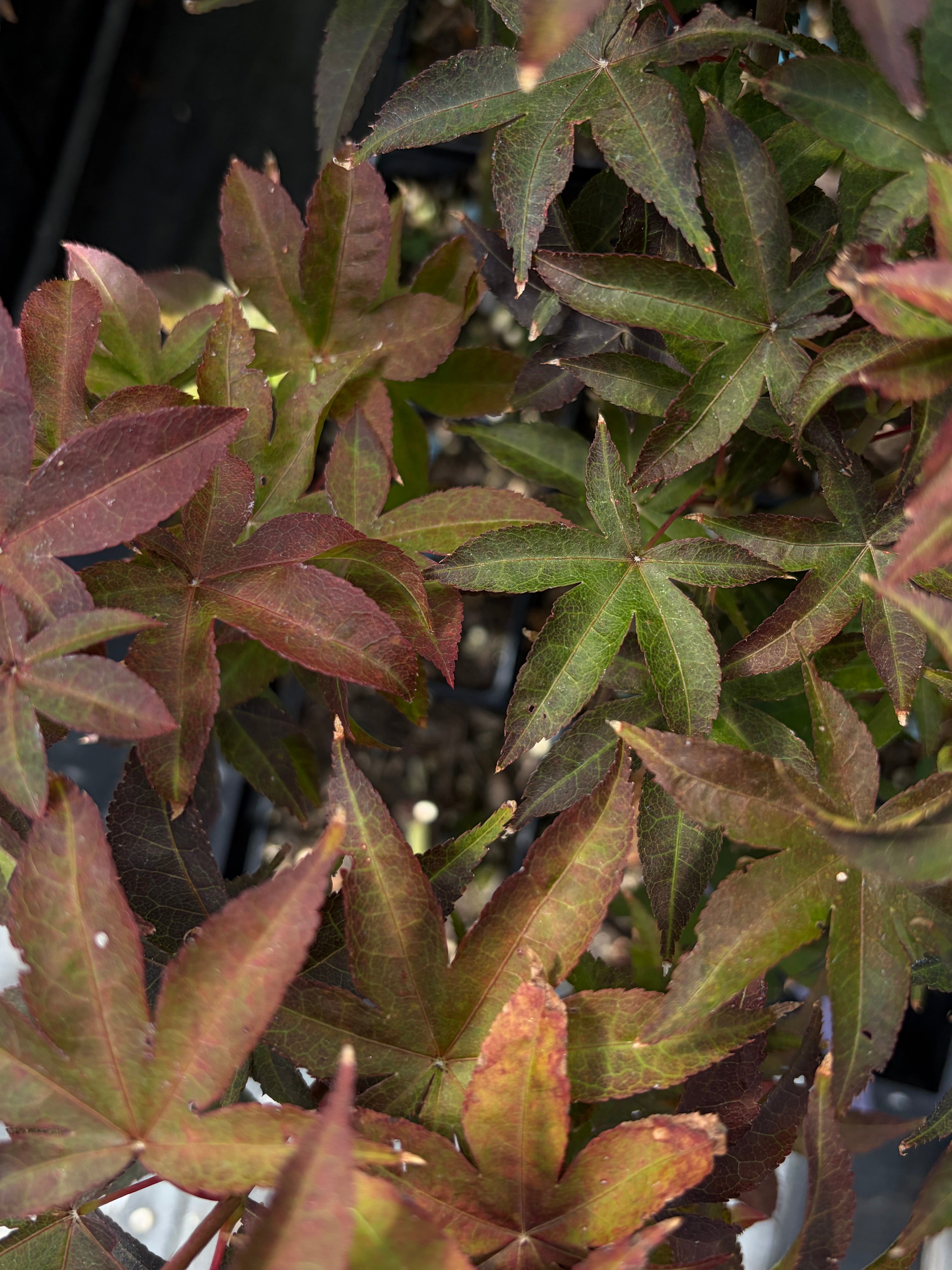 Acer Palmatum ‘Rhode Island Red’