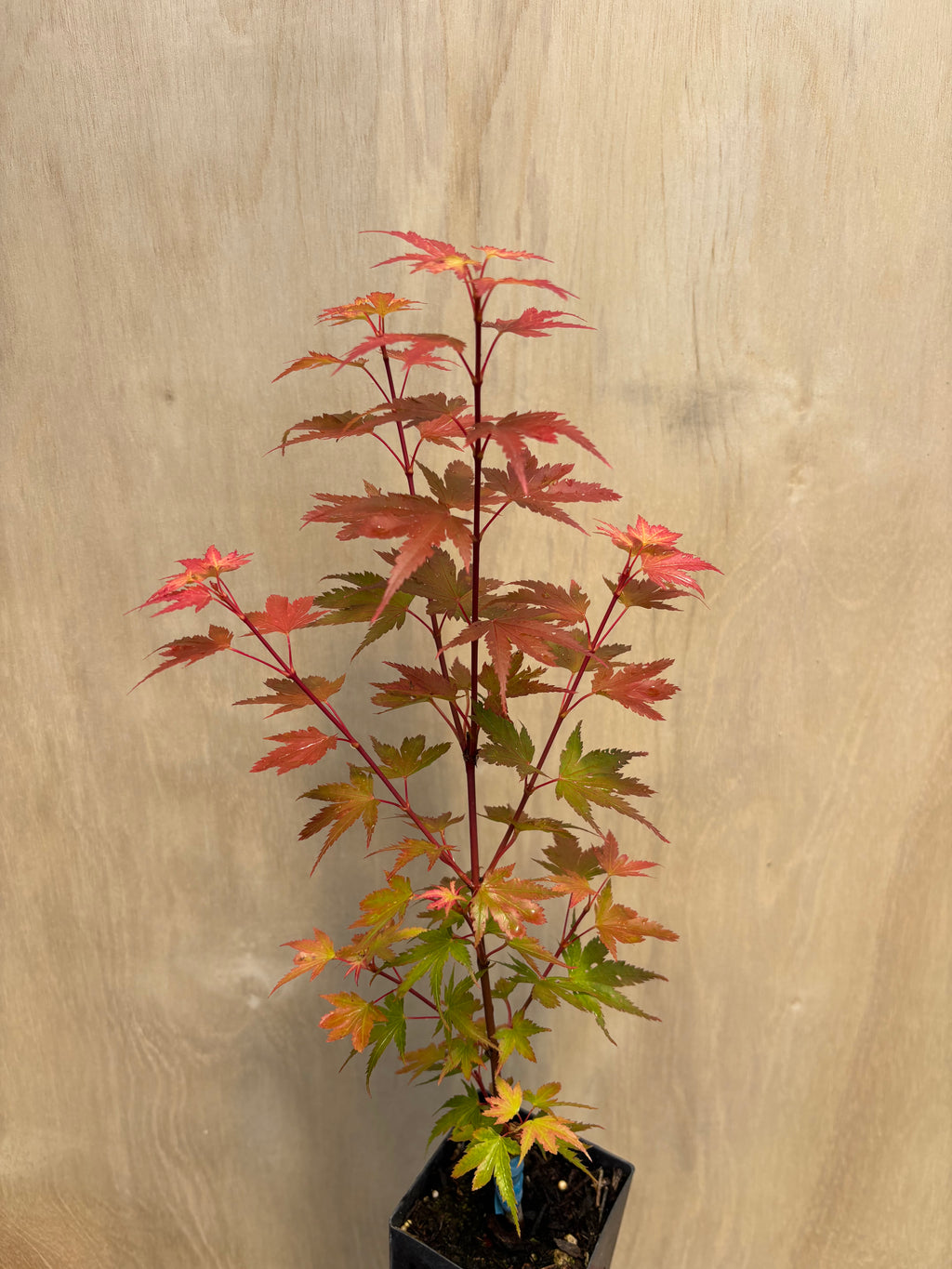 Acer Palmatum  ‘Coonara Pygmy ‘