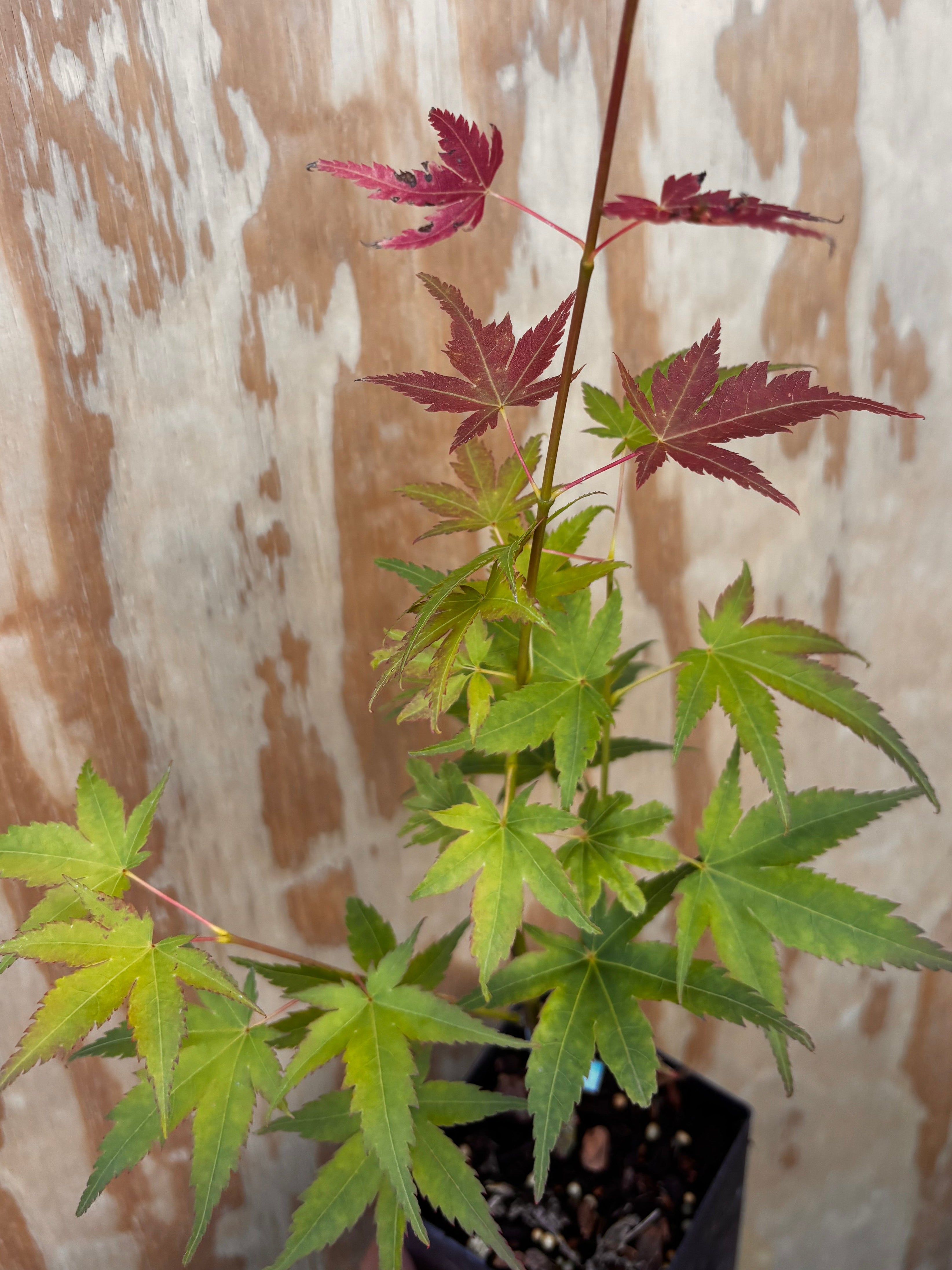 Acer Palmatum ‘Mikawa Nishiki’