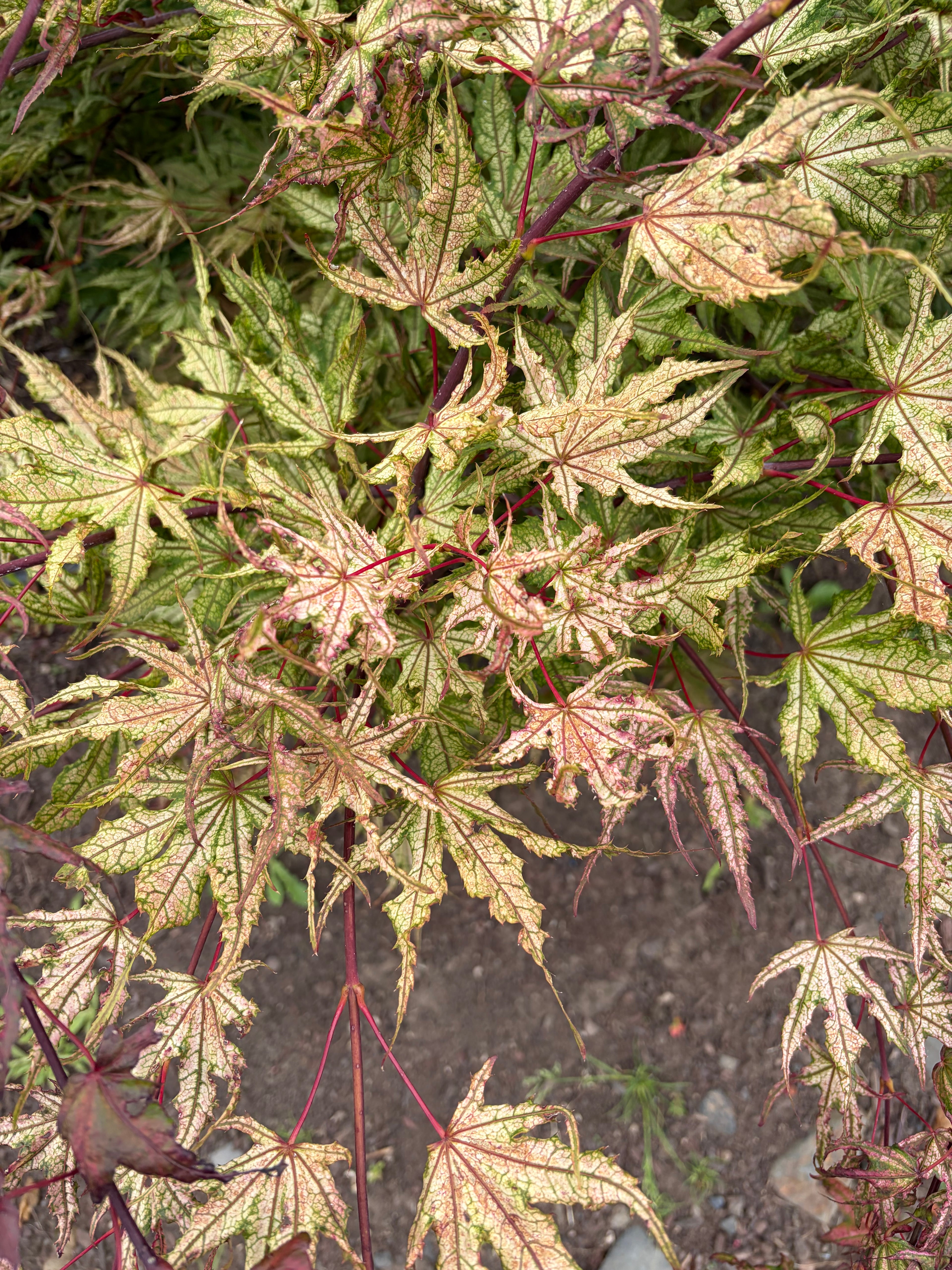 Acer Palmatum ‘Olsen’s Frosted Strawberry’