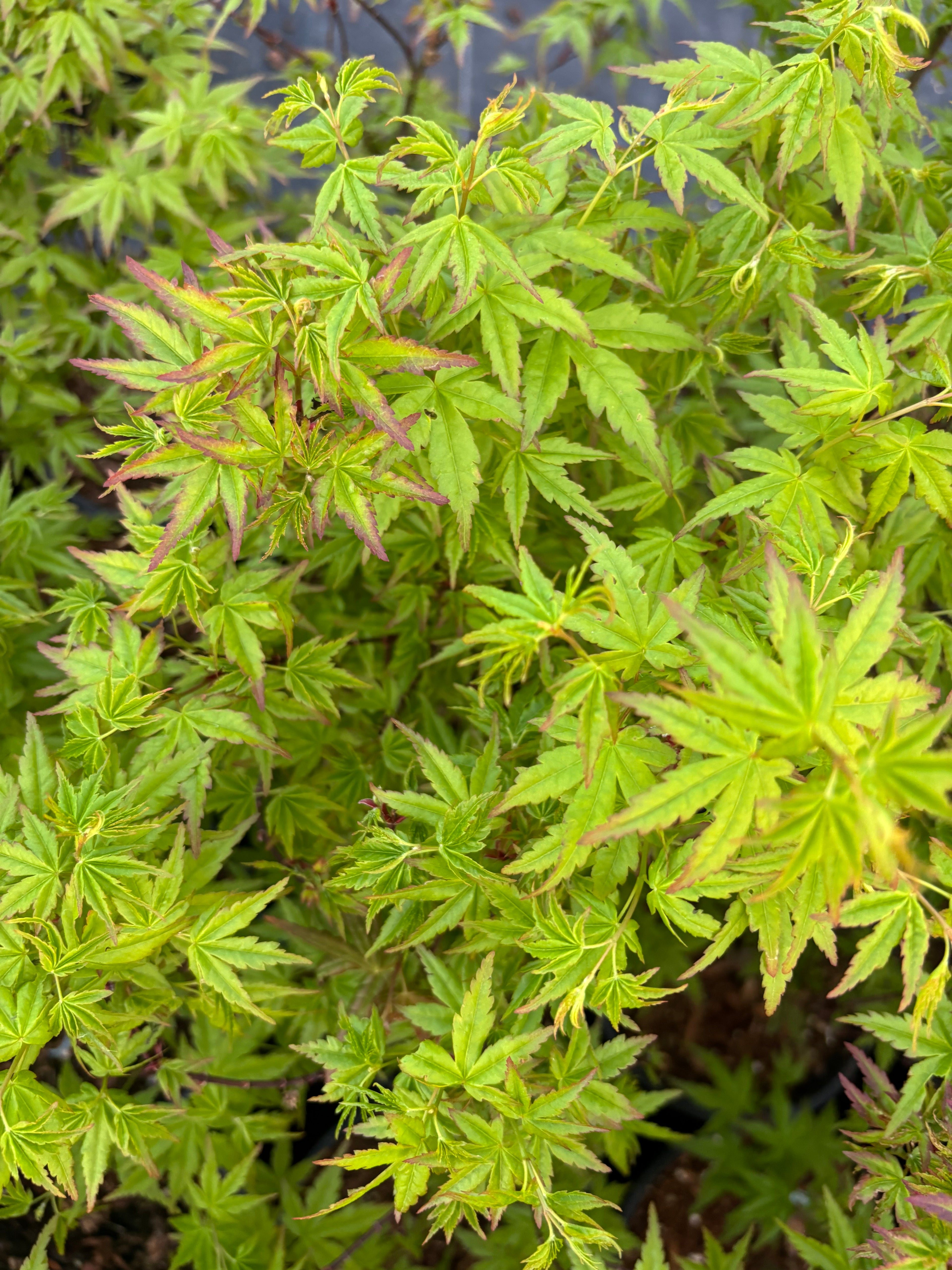 Acer Palmatum ‘Columba’