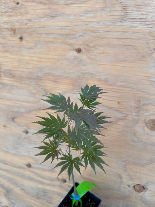 Acer . Shir. ‘Sensu’