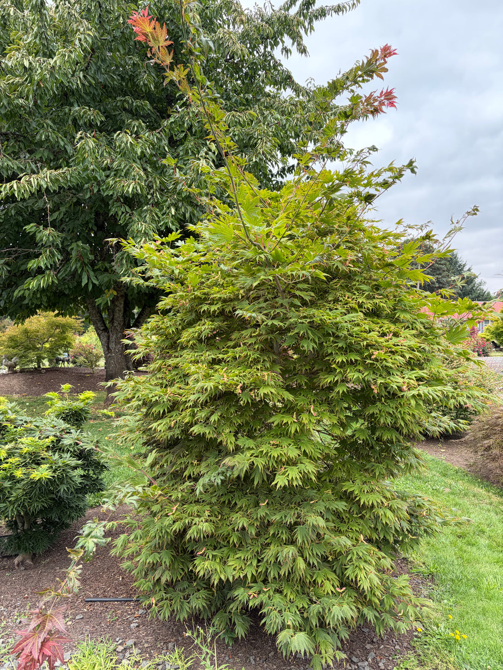 Acer Shir ‘Johin’