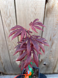 Acer Palmatum X Shirasawanum ‘Trompenburg’