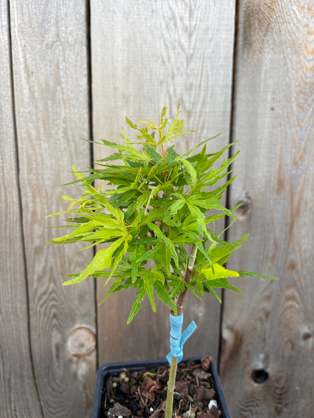 Acer Palmatum ‘Catalina Yatsubusa’