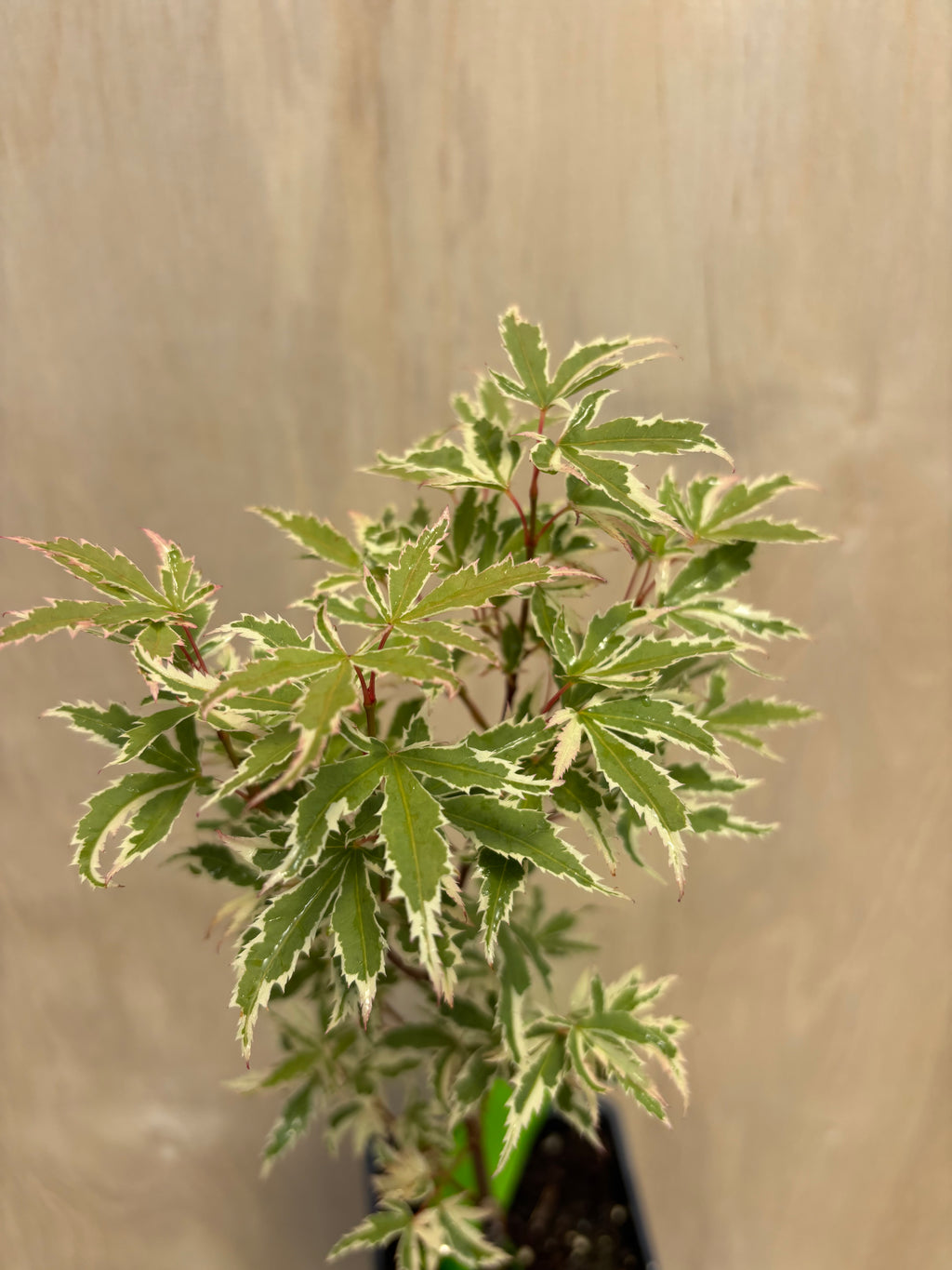 Acer Palmatum ‘Butterfly’