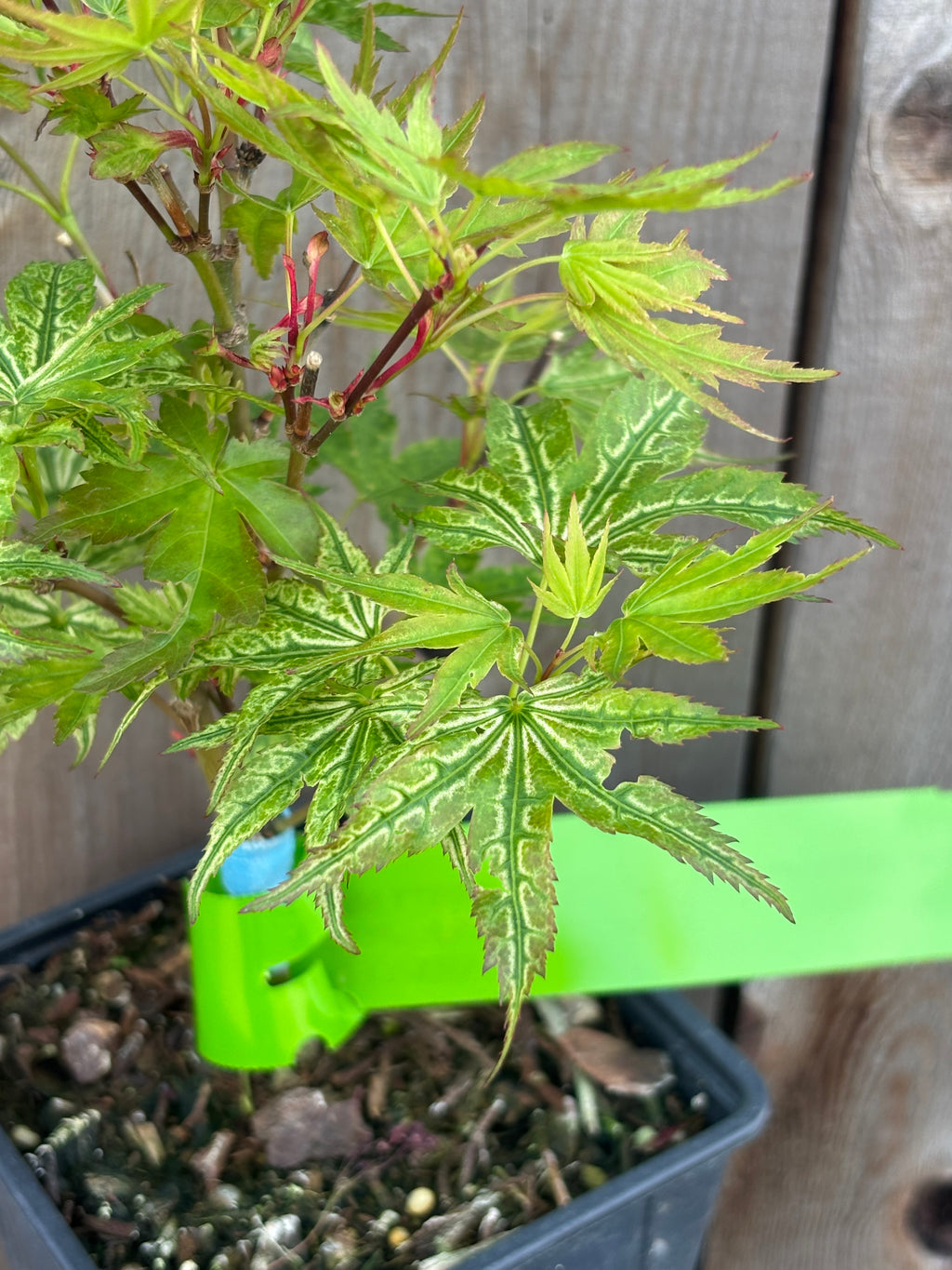 Acer Palmatum ‘Ikandi’