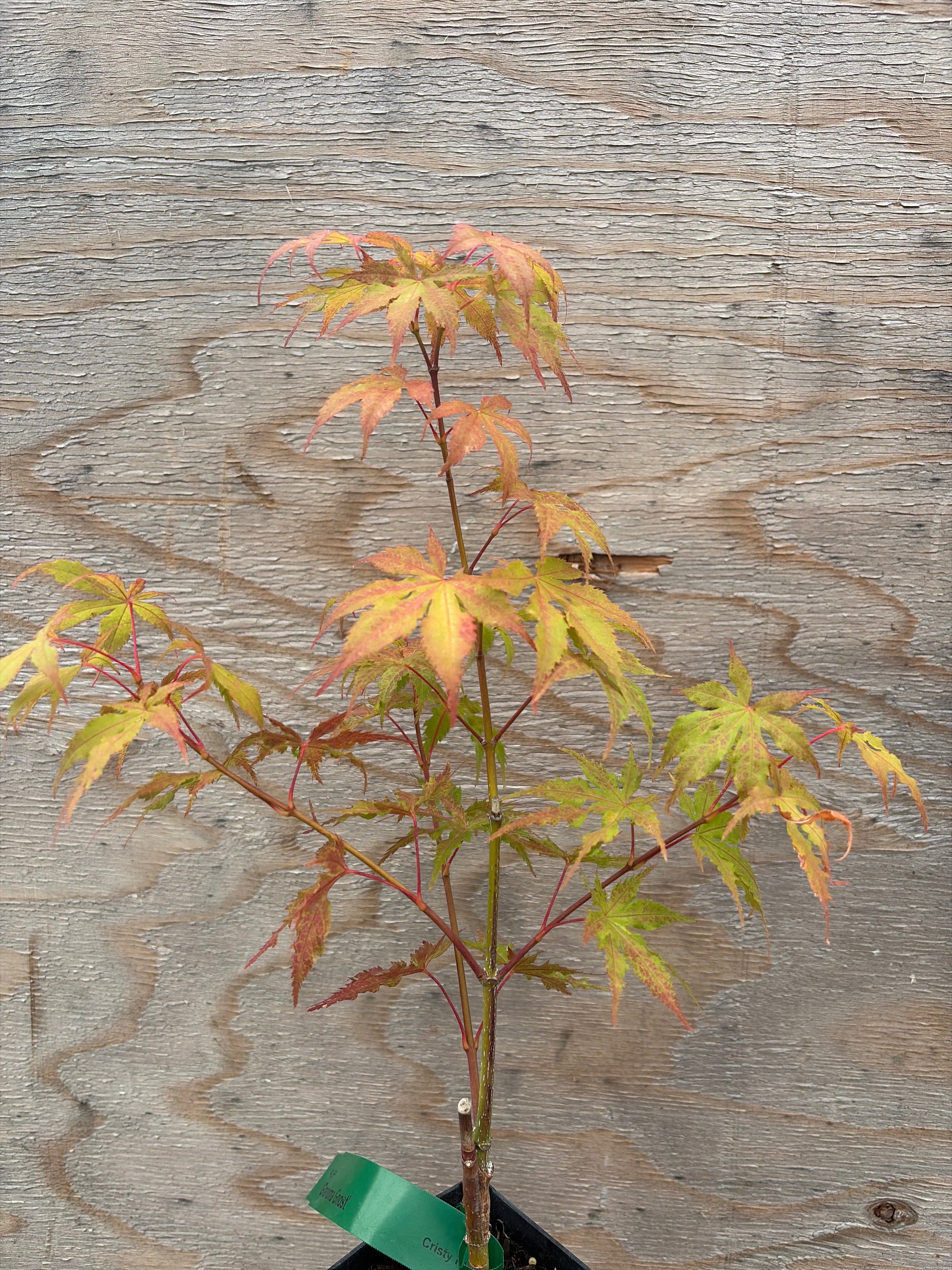 Acer Palmatum ‘Grandma Ghost’