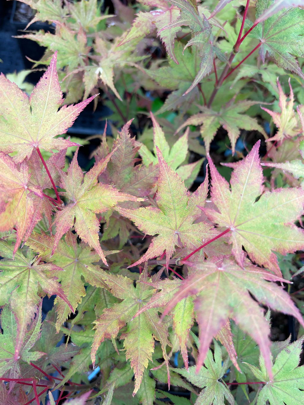 Acer Palmatum ‘Celebration’