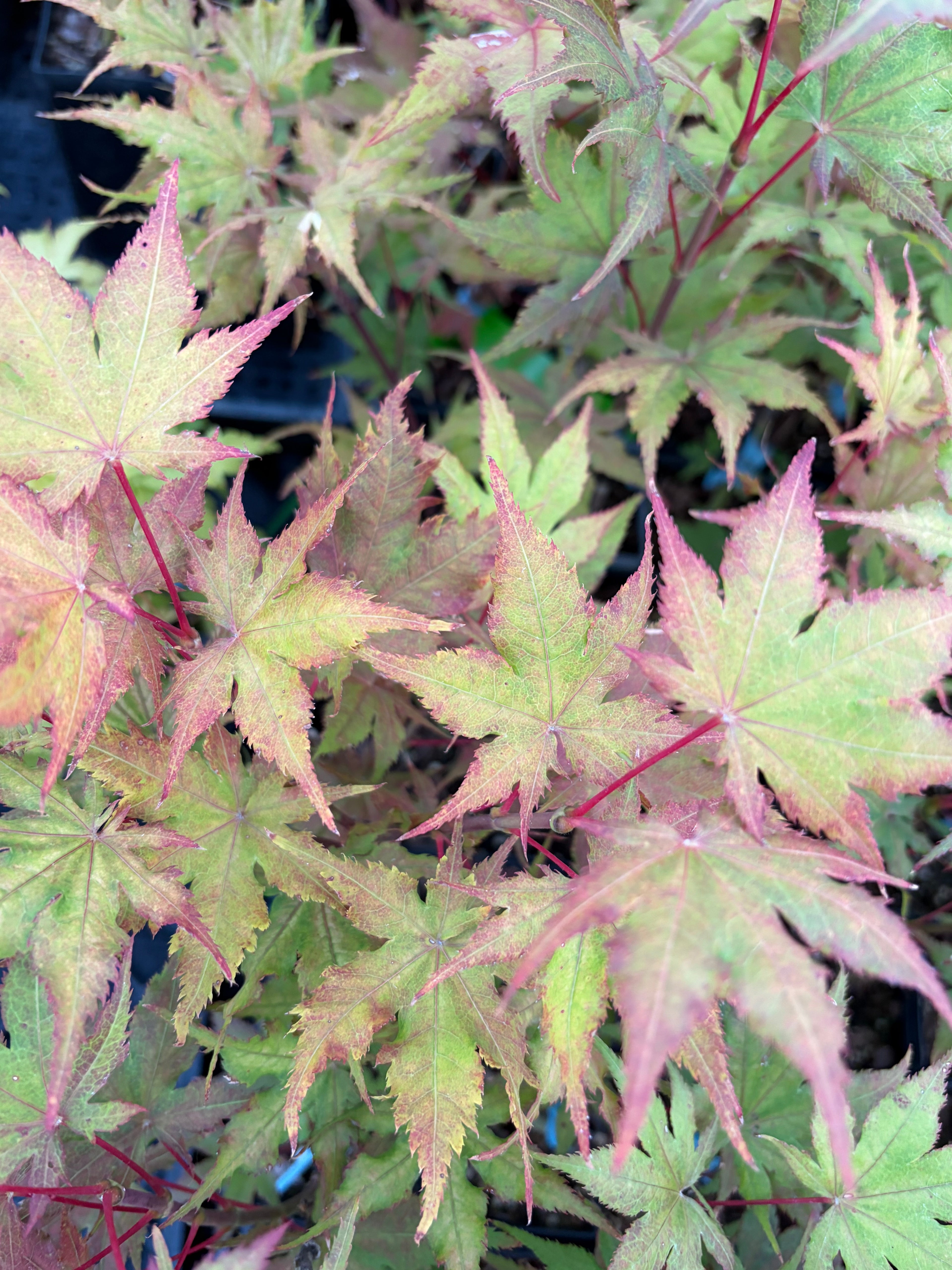 Acer Palmatum ‘Celebration’