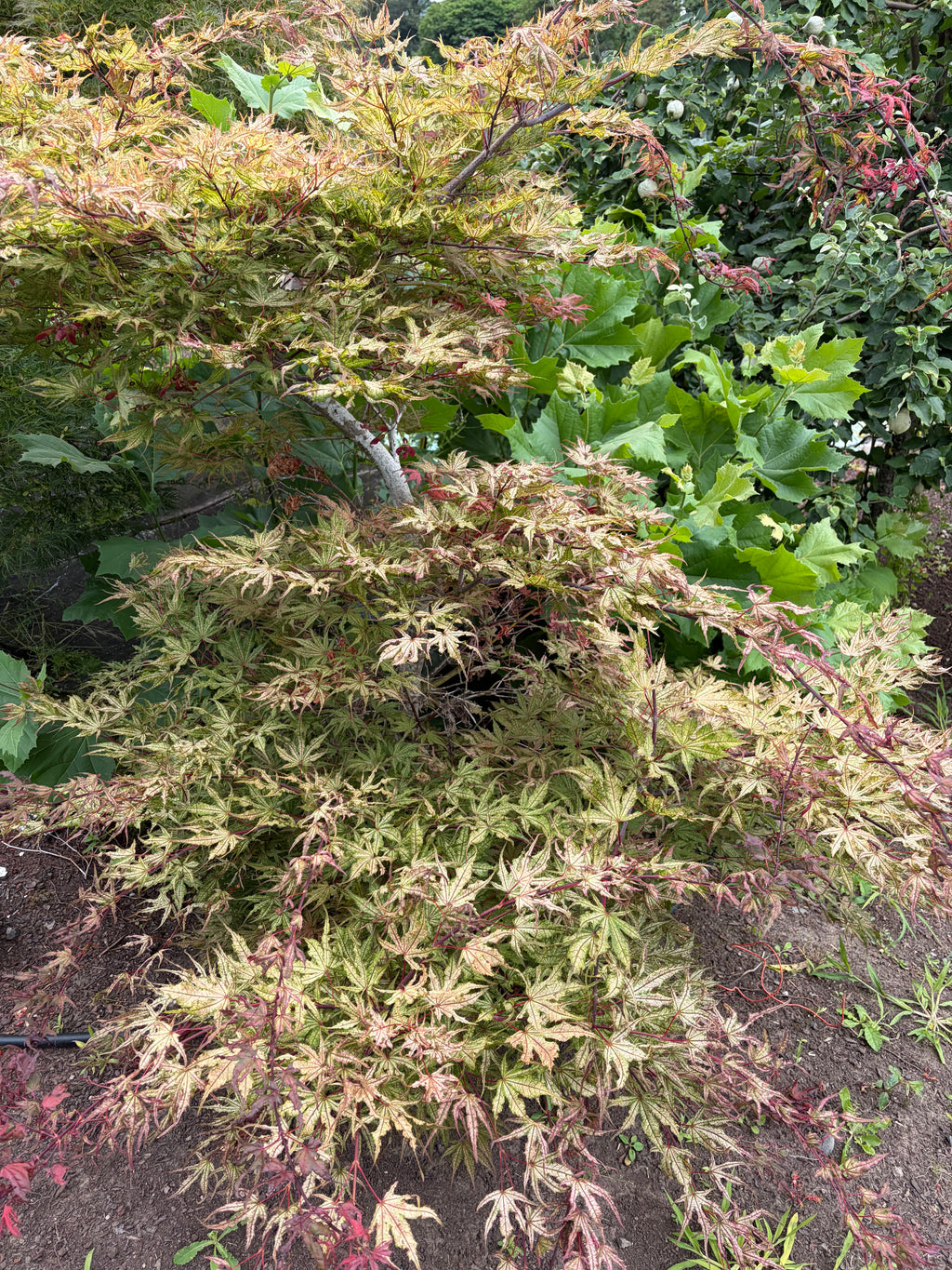 Acer Palmatum ‘Olsen’s Frosted Strawberry’