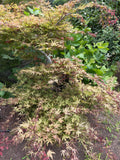 Acer Palmatum ‘Olsen’s Frosted Strawberry’