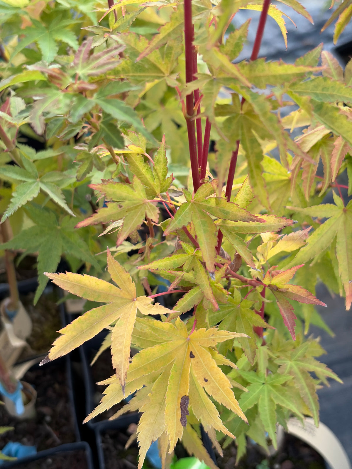 Acer Palmatum ‘Sango Kaku’