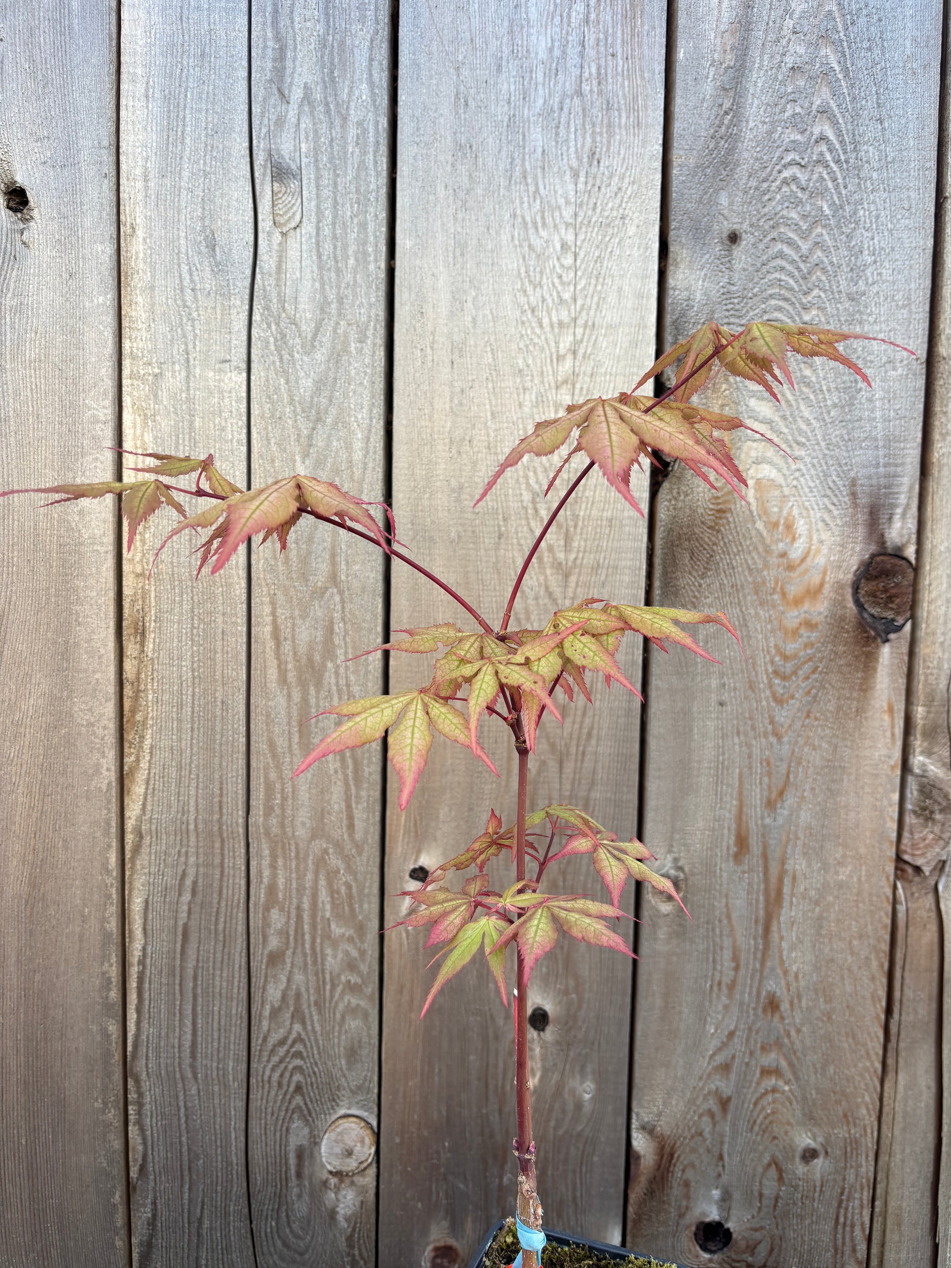 Acer Palmatum ‘Ruby De Sofia’