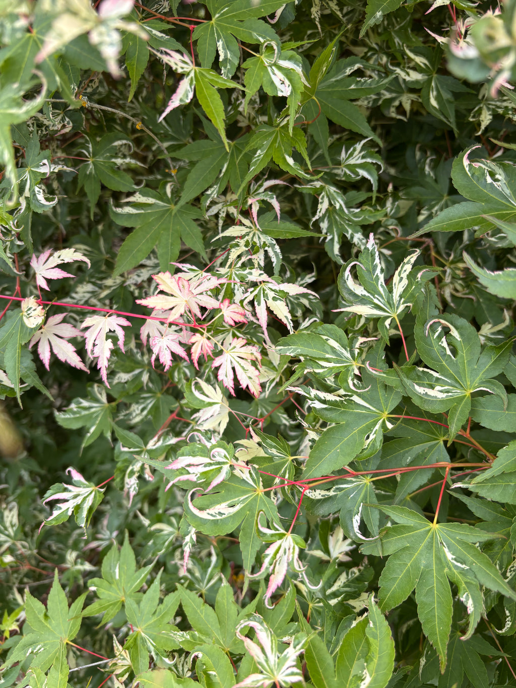 Acer Palmatum ‘Taiyo Nishiki’
