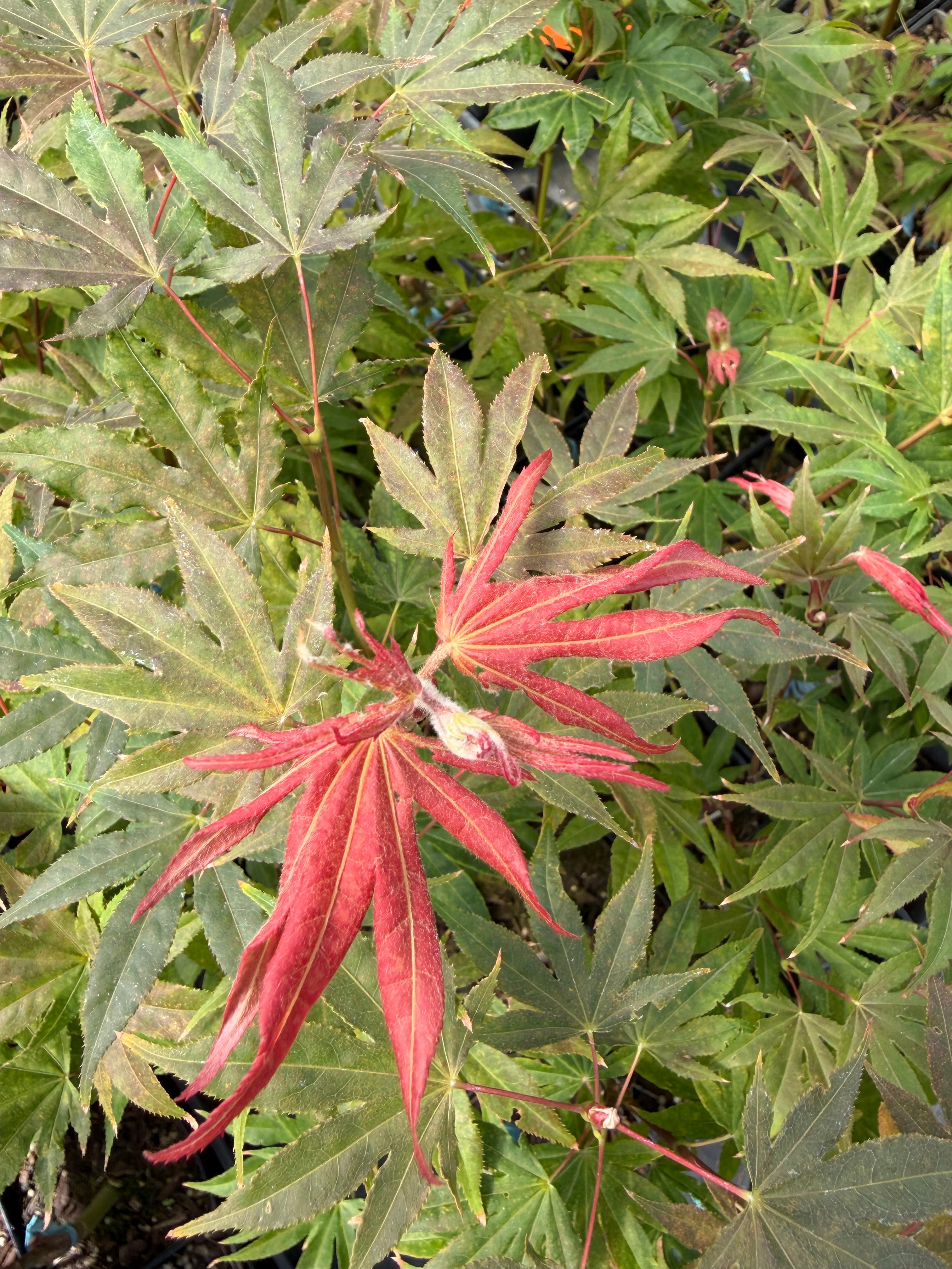 Acer Palmatum ‘Sawa Chidori’