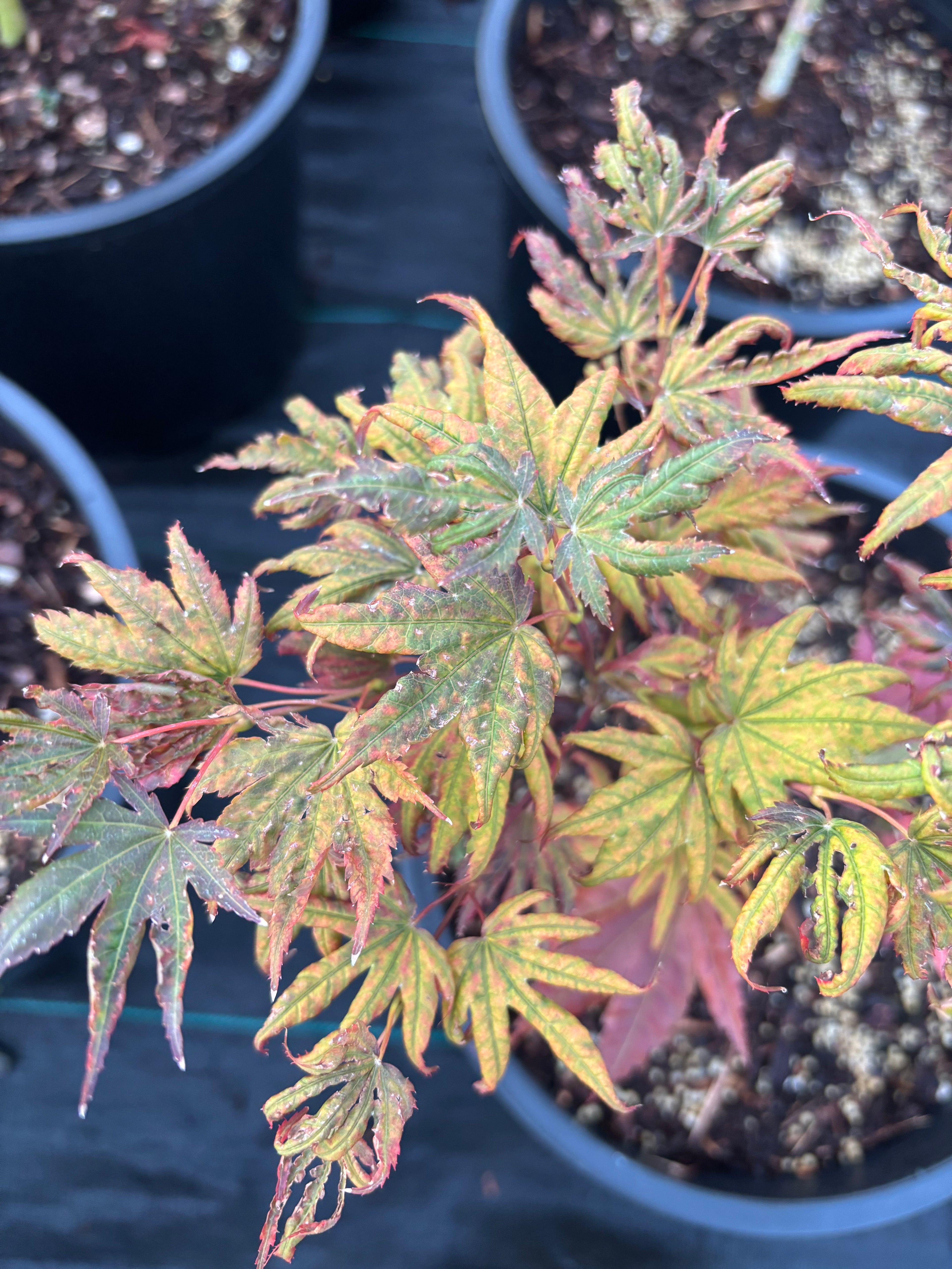 Acer Palmatum X ‘Purple Curl’