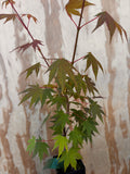 Acer Palmatum ‘Jiro Shidare’