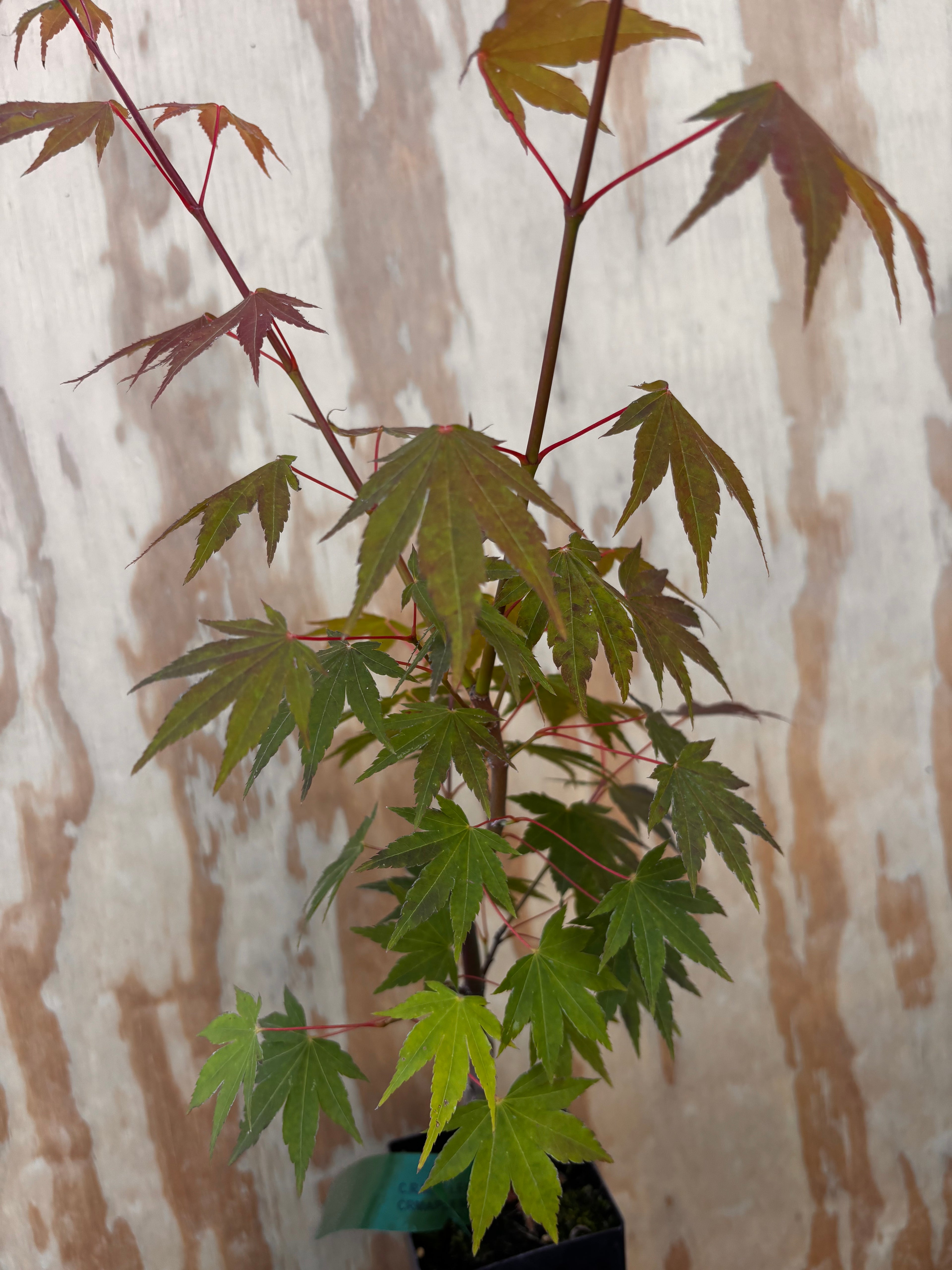 Acer Palmatum ‘Jiro Shidare’