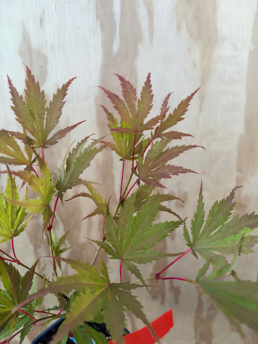 Acer Palmatum ‘Tiger Rose’