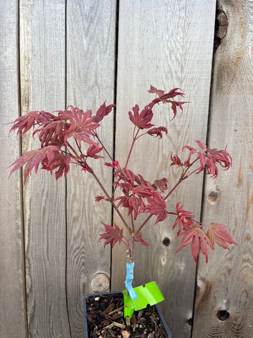 Acer Palmatum X ‘Purple Curl’