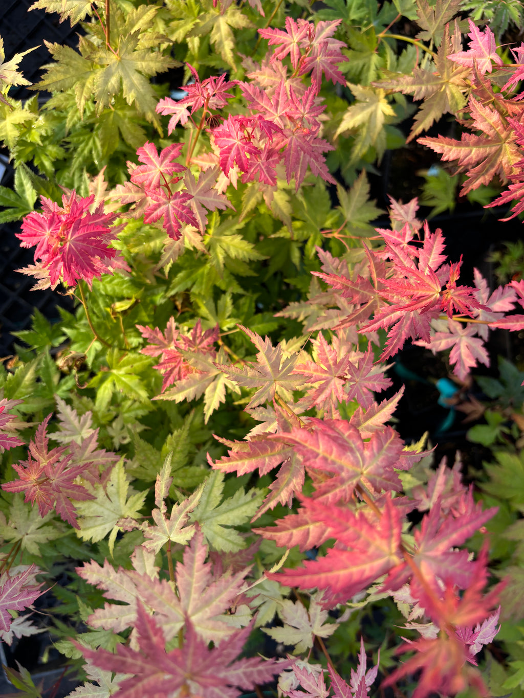Acer Palmatum ‘Ramona’