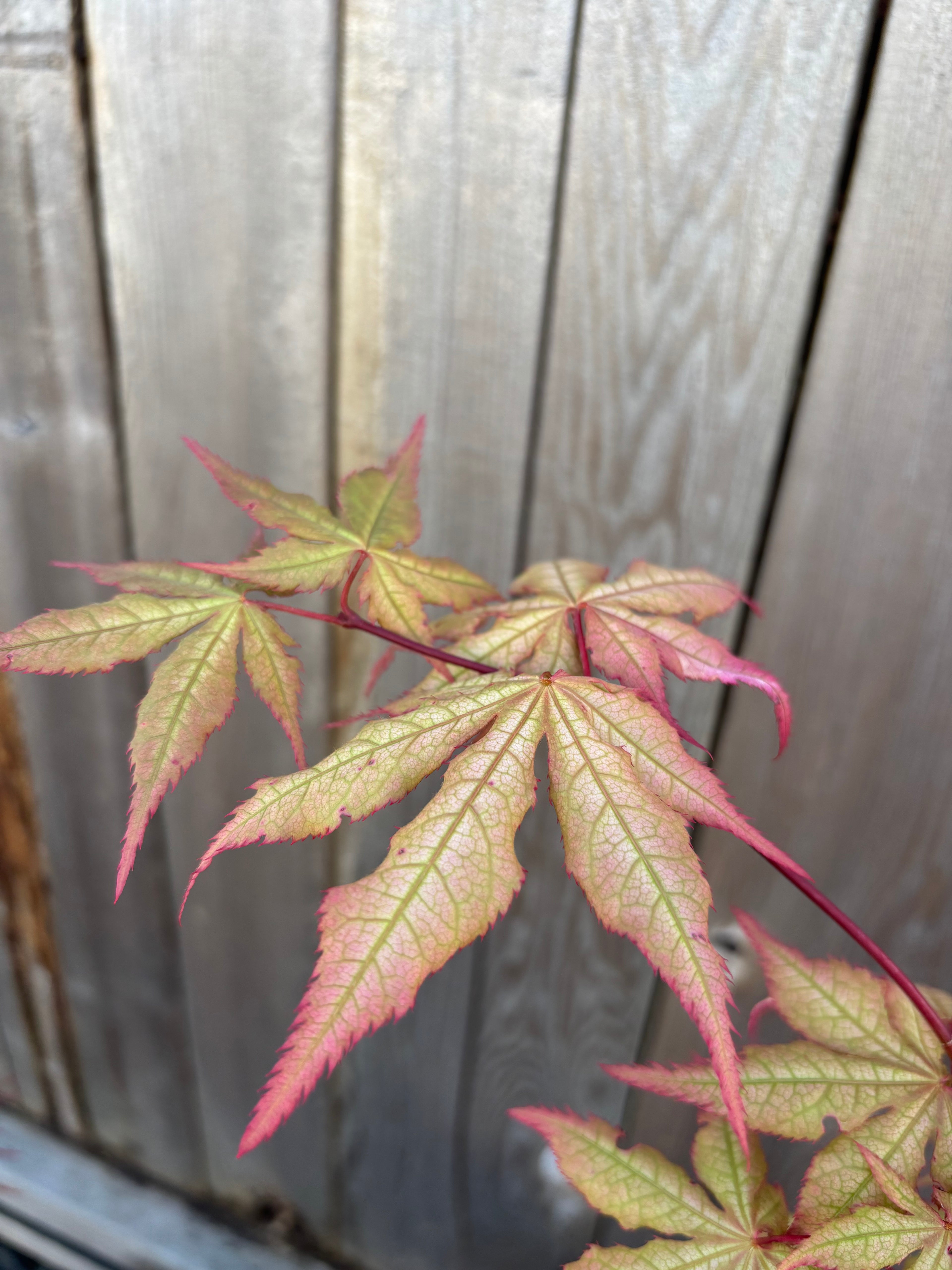 Acer Palmatum ‘Ruby De Sofia’