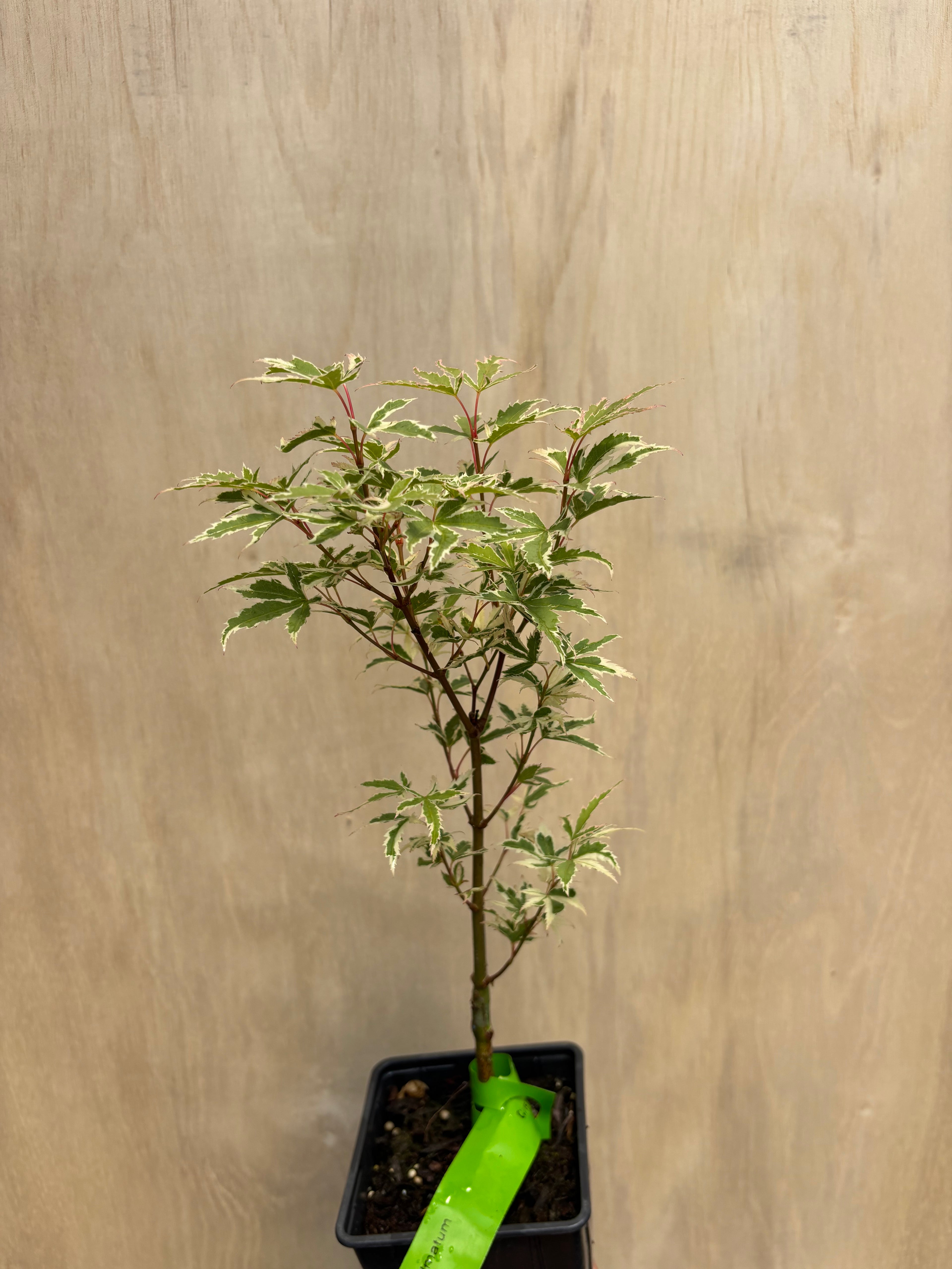 Acer Palmatum ‘Butterfly’