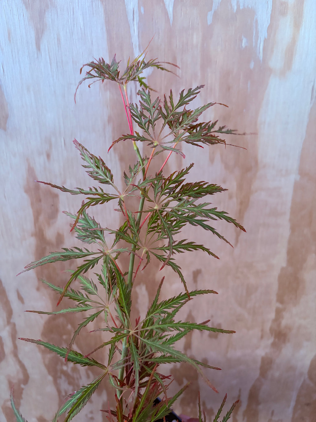 Acer Palmatum ‘Earth Fire’