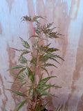 Acer Palmatum ‘Earth Fire’