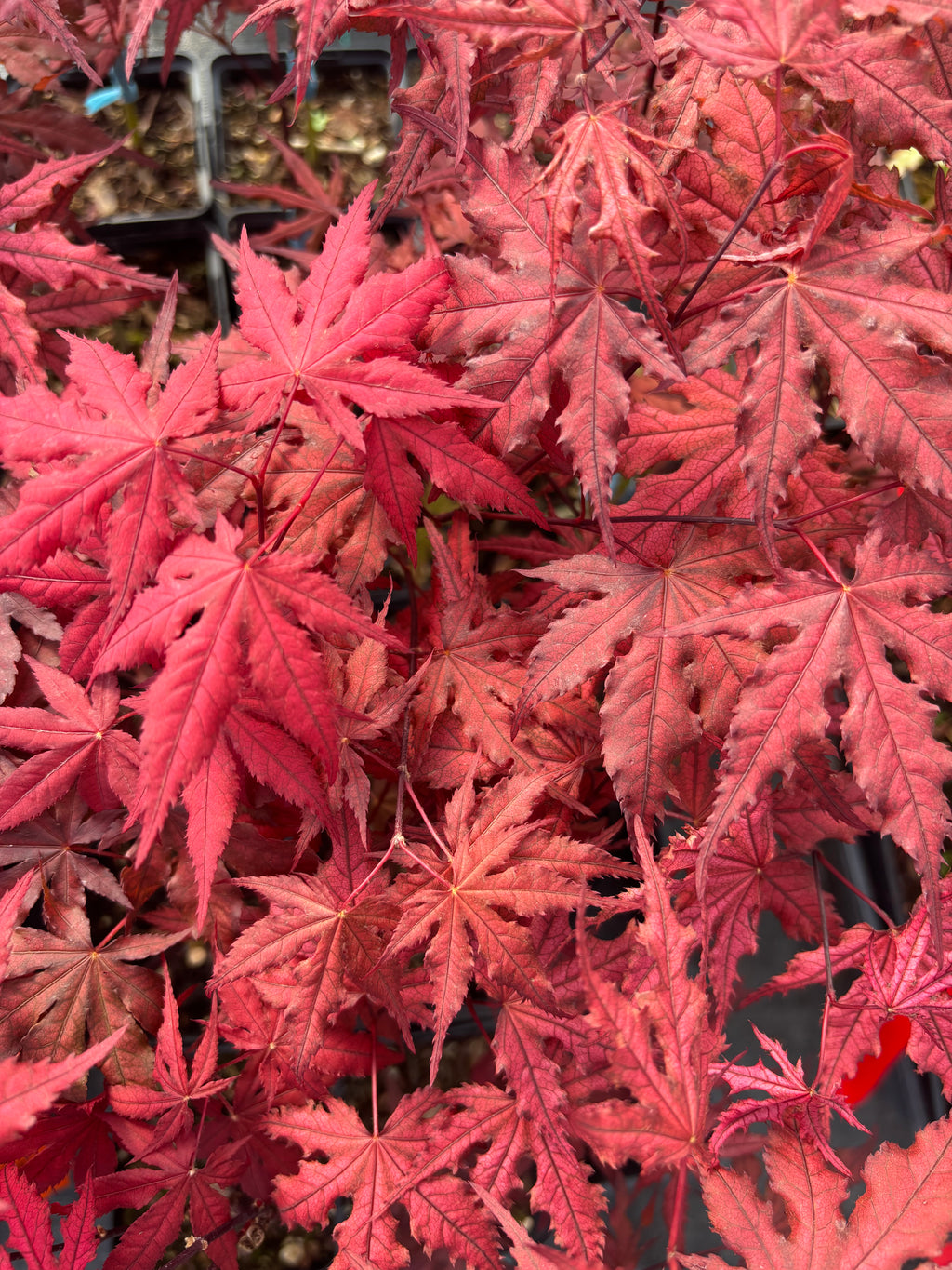 Acer Palmatum ‘Purple Ghost’