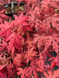 Acer Palmatum ‘Purple Ghost’