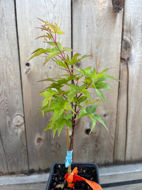 Acer Palmatum 'Taro Yama'