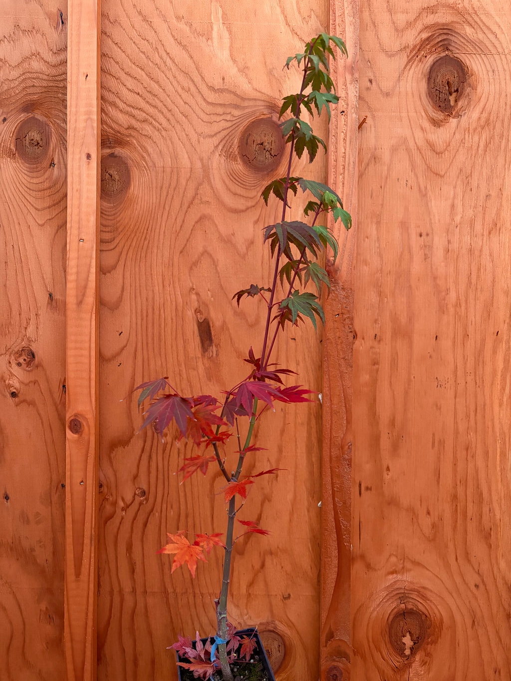 Acer Shirasawanum ‘Garden Glory’