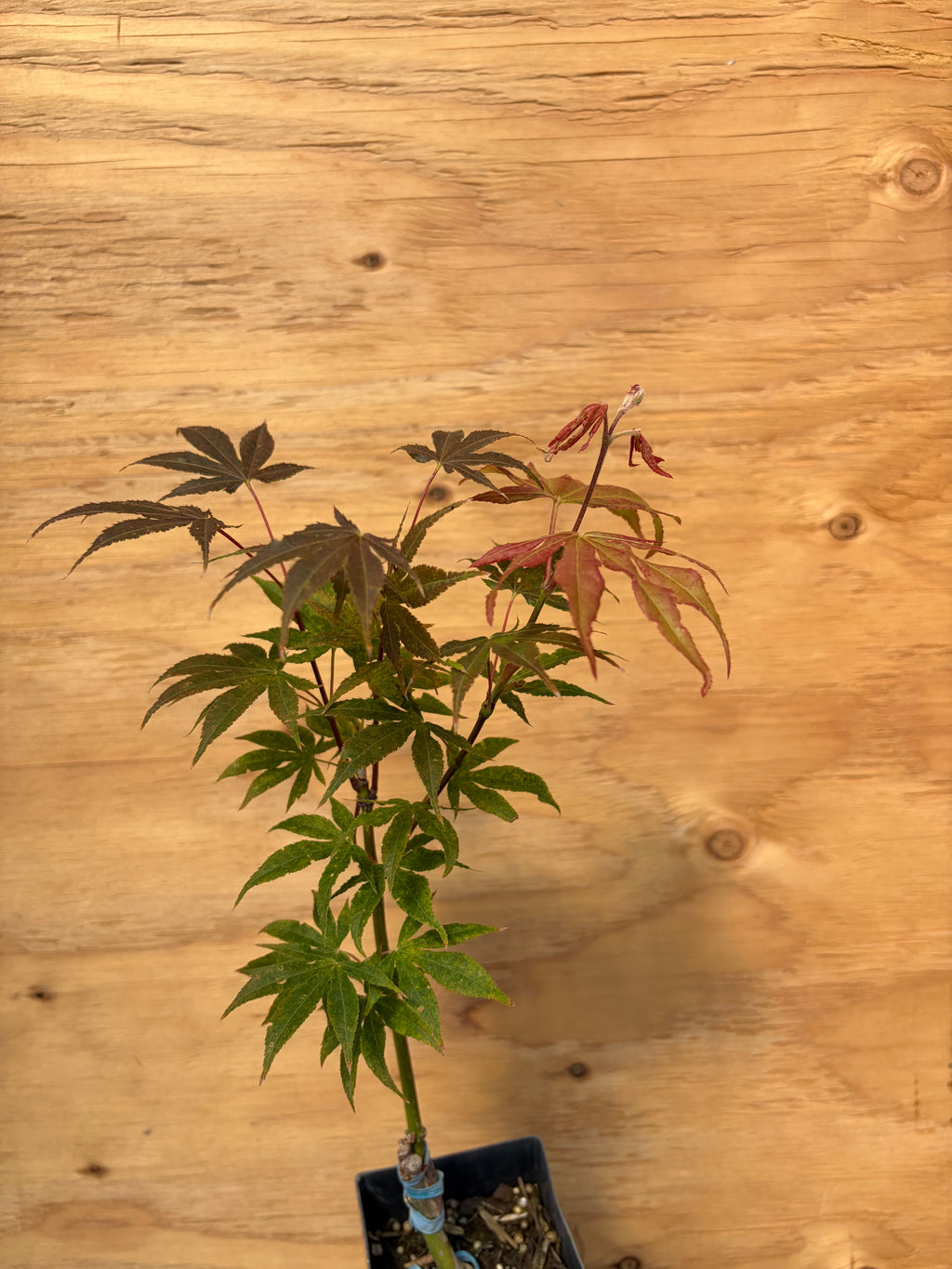 Acer Palmatum ‘Sawa Chidori’