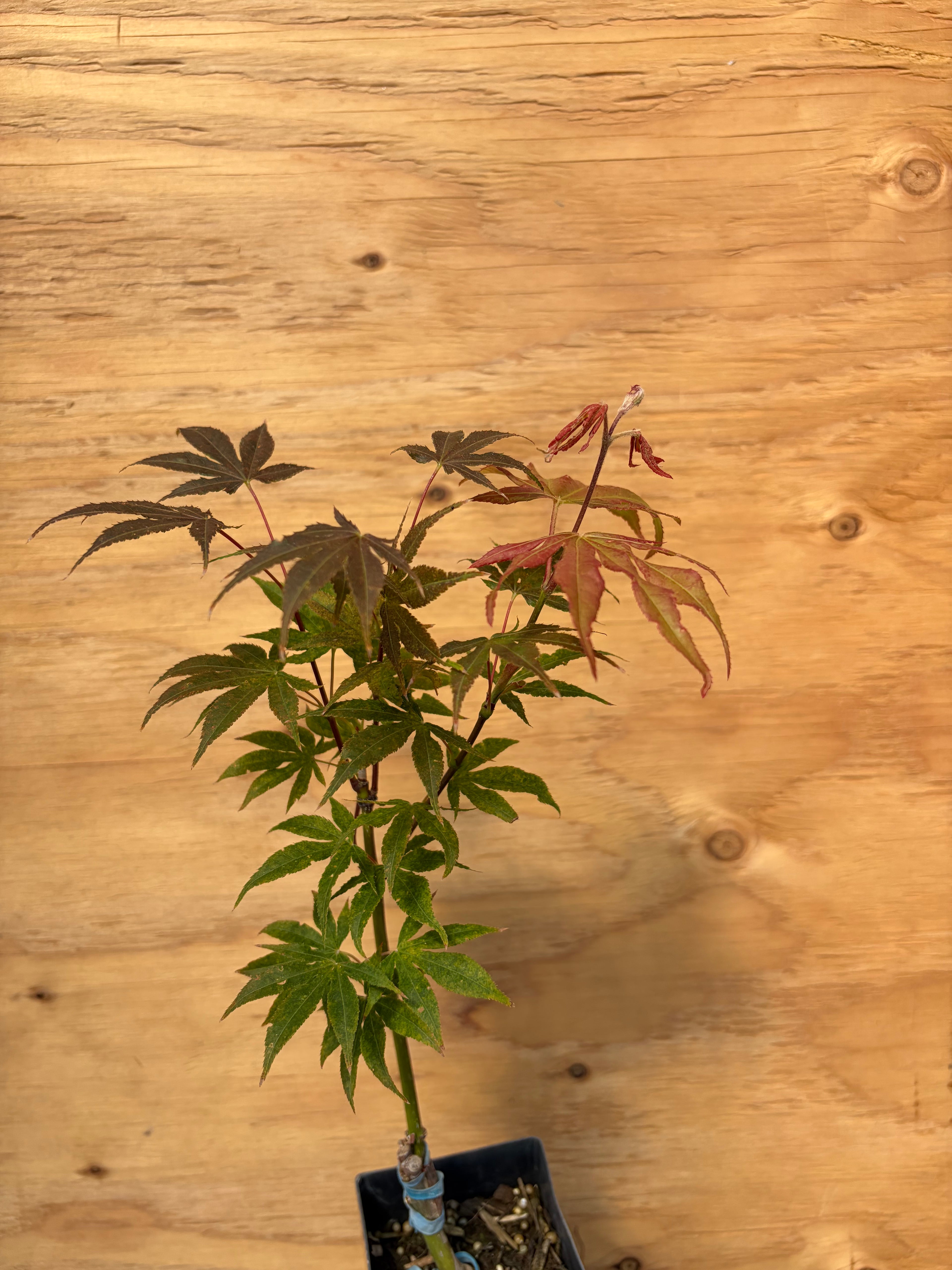 Acer Palmatum ‘Sawa Chidori’