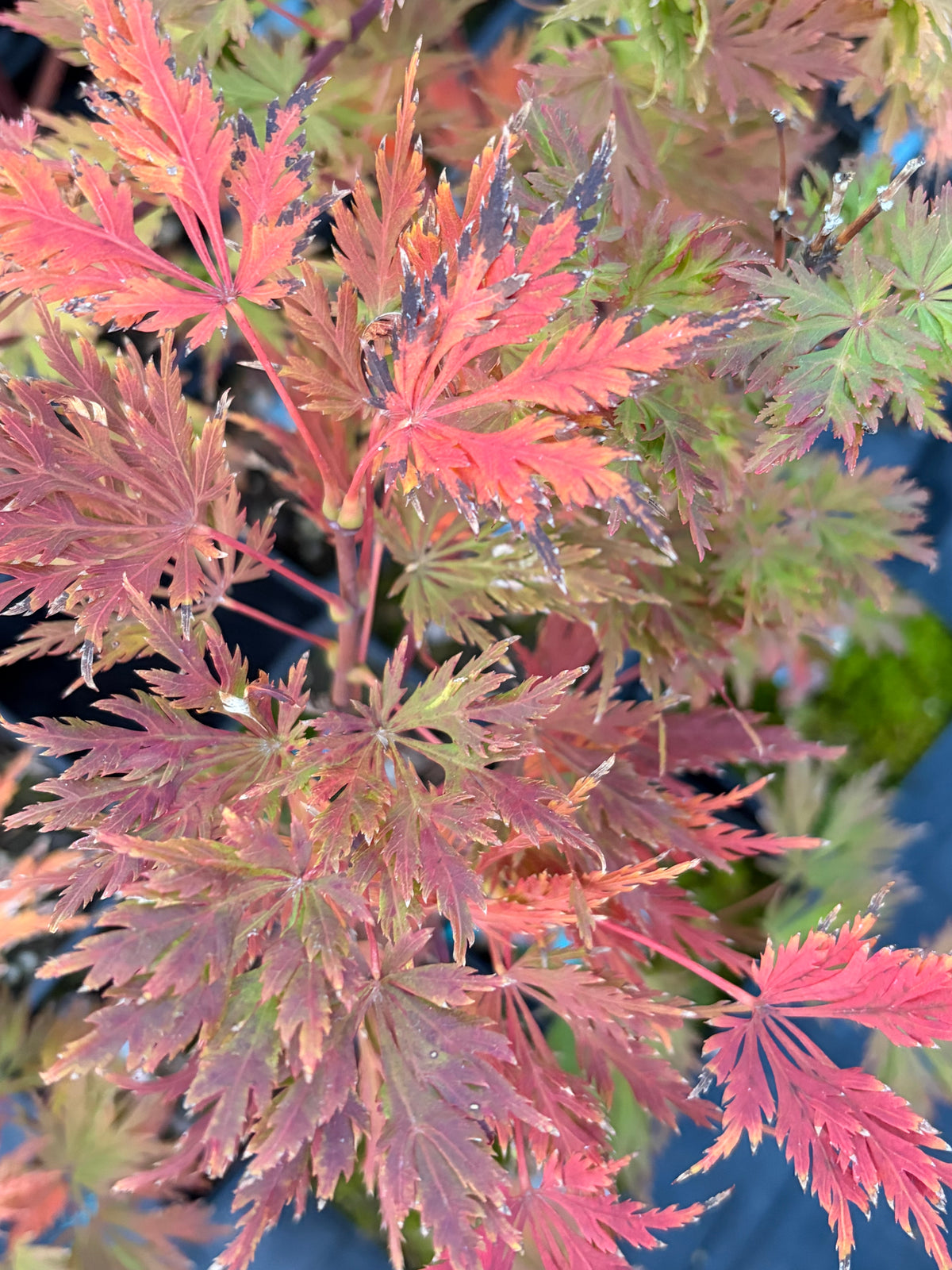 Acer Shirasawanum ‘Green Snowflake’