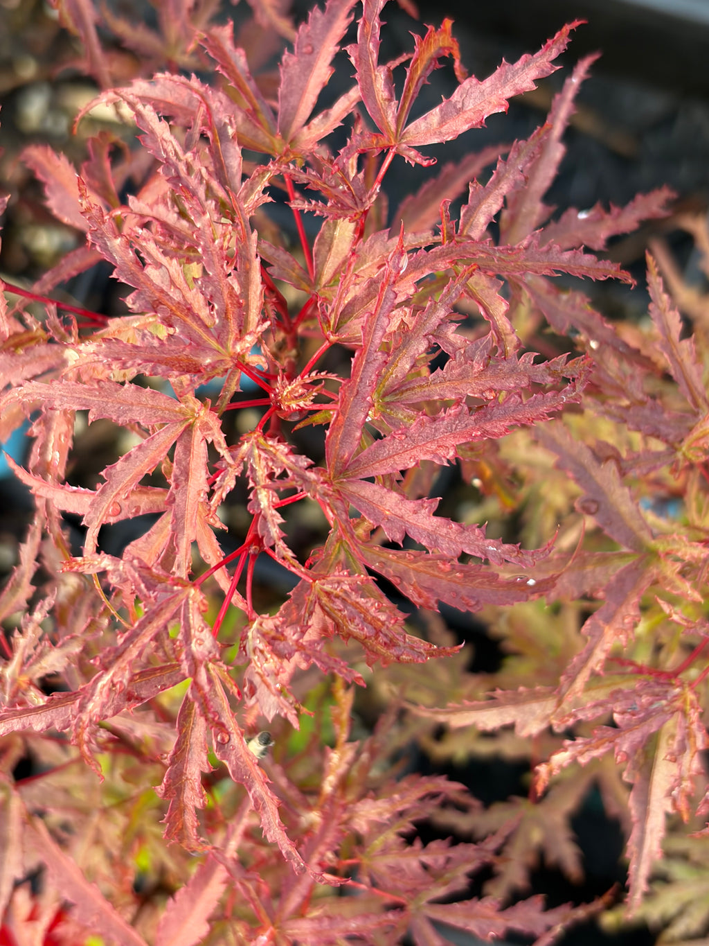 Acer Palmatum ‘Beni Komachi’