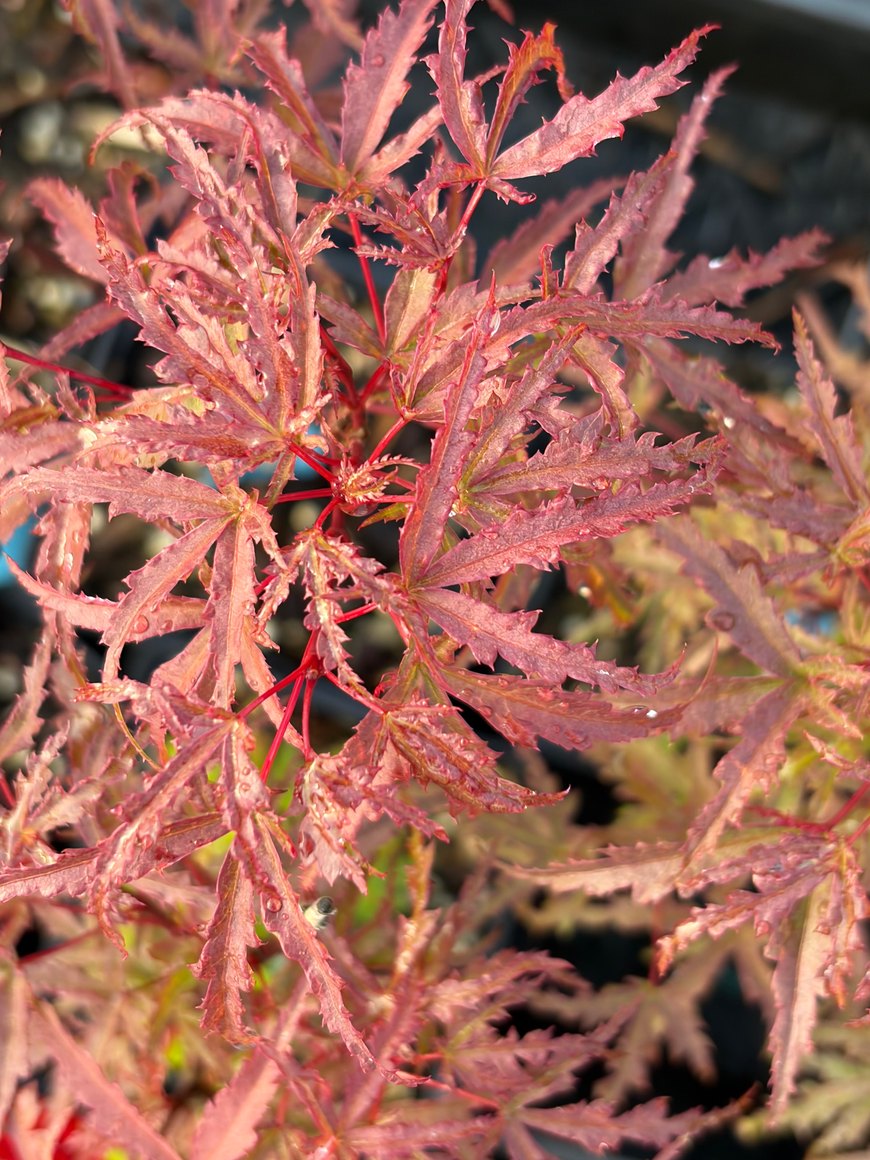 Acer Palmatum ‘Beni Komachi’