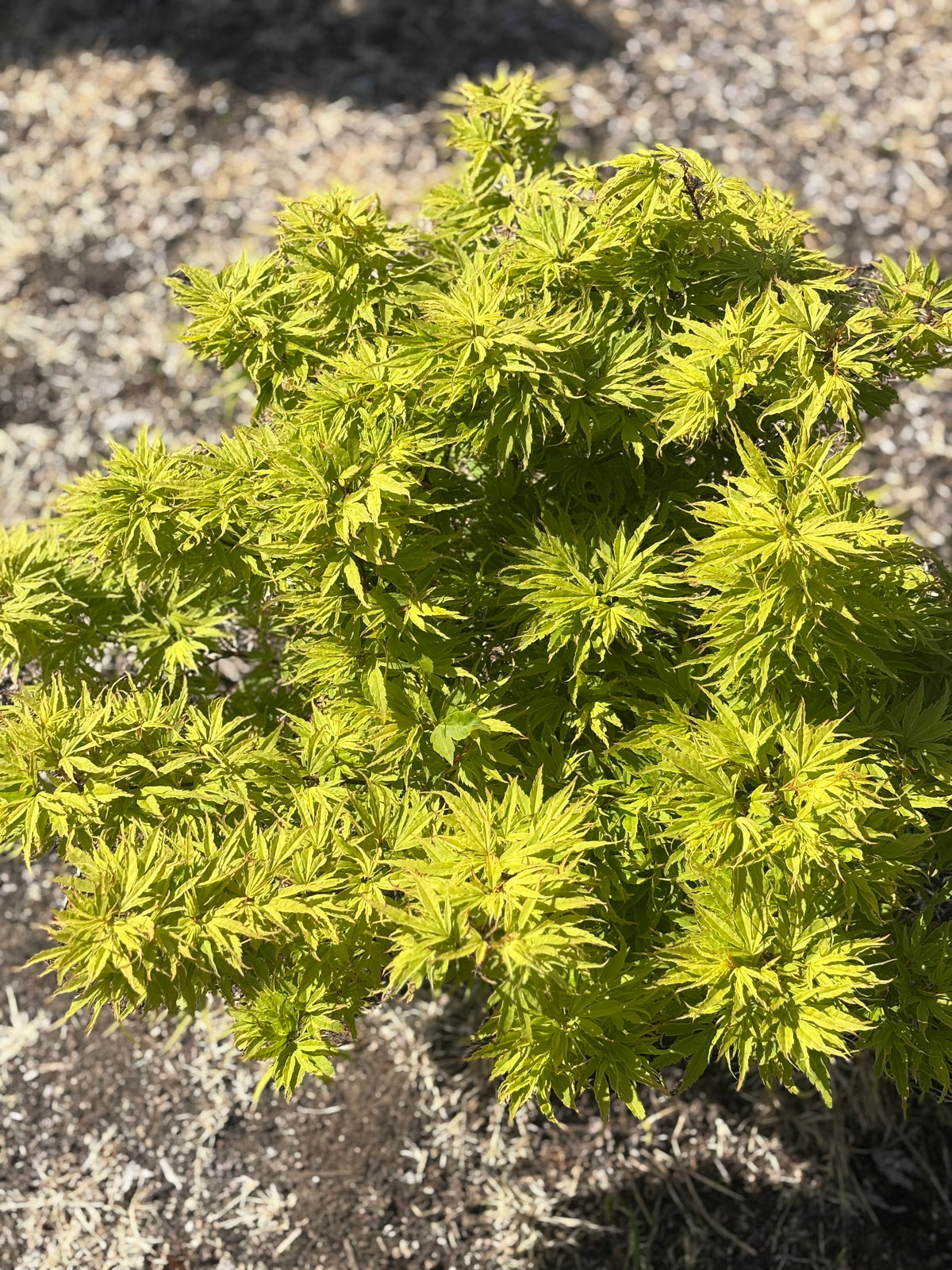 Acer Palmatum ‘Raul The Prince’ NEW/RARE