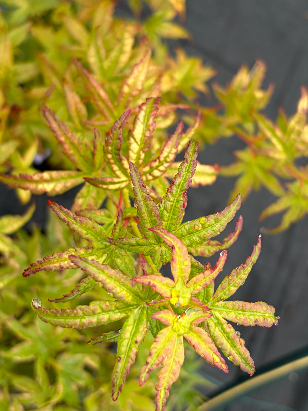 Acer Palmatum ‘Gabriela Mendoza’ RARE