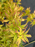 Acer Palmatum ‘Gabriela Mendoza’ RARE