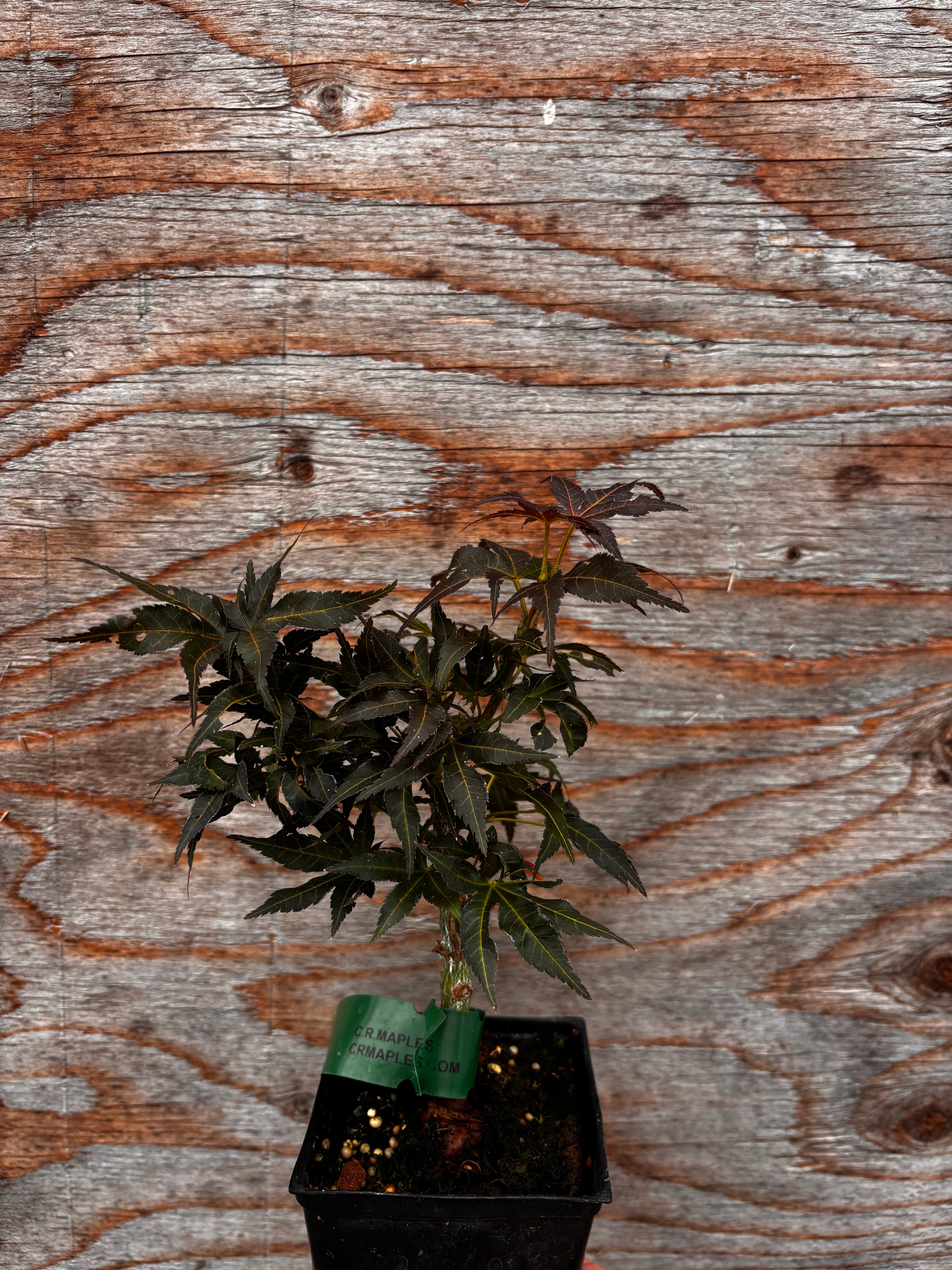 Acer Palmatum ‘Kurenai Jishi’