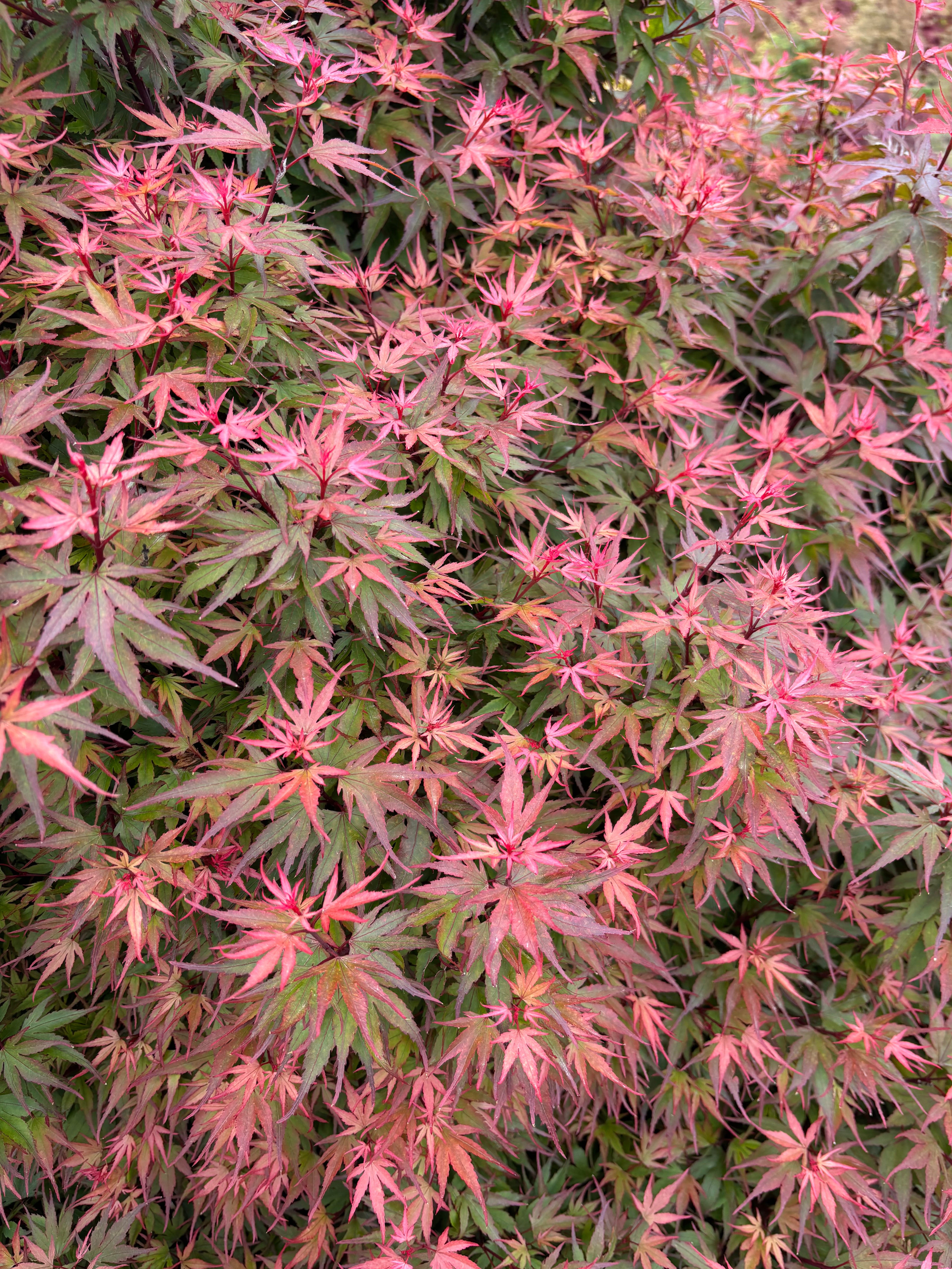 Acer Palmatum ‘Kuro Hime’